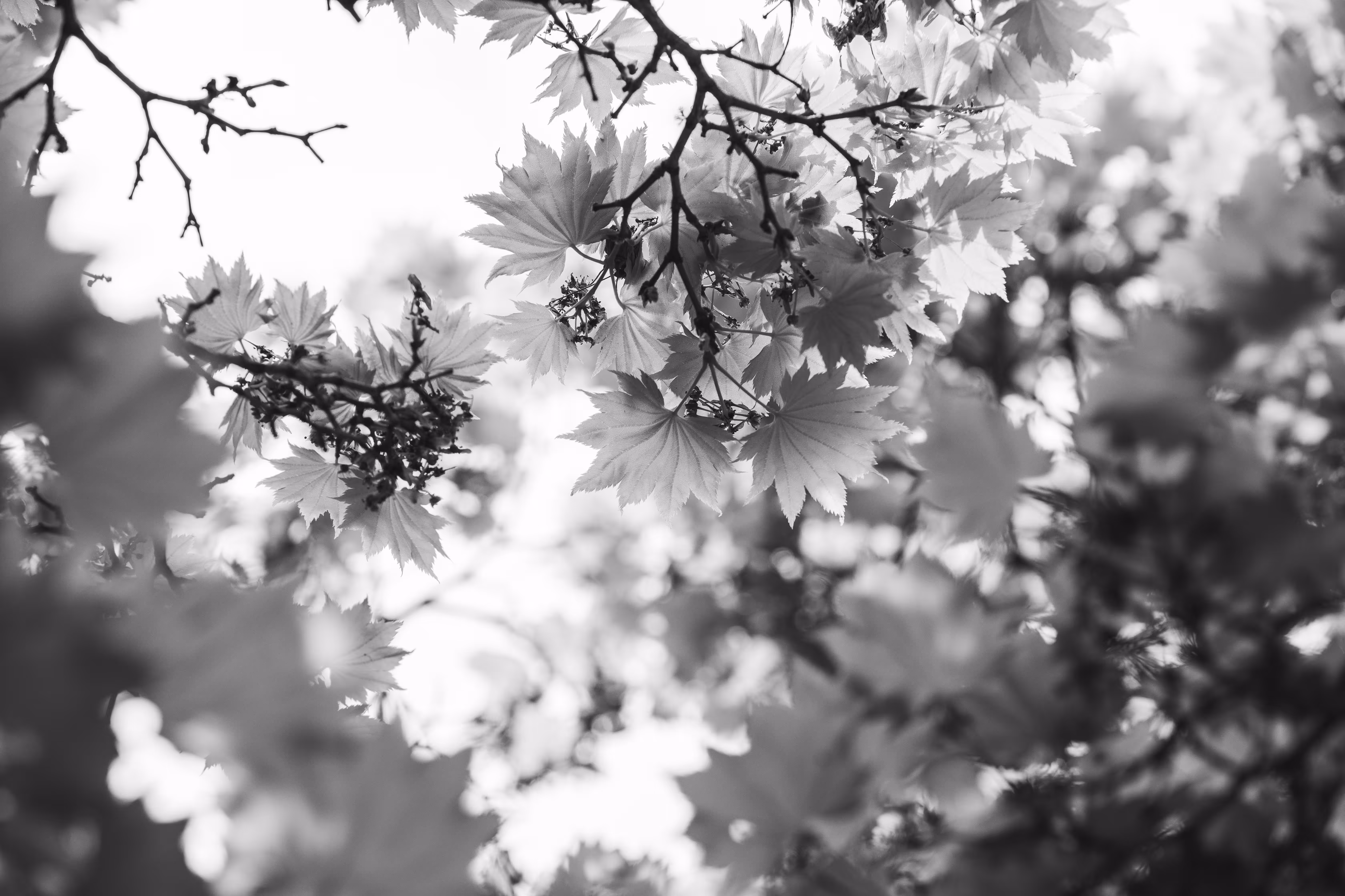 Natural Focus: Pockets of Light