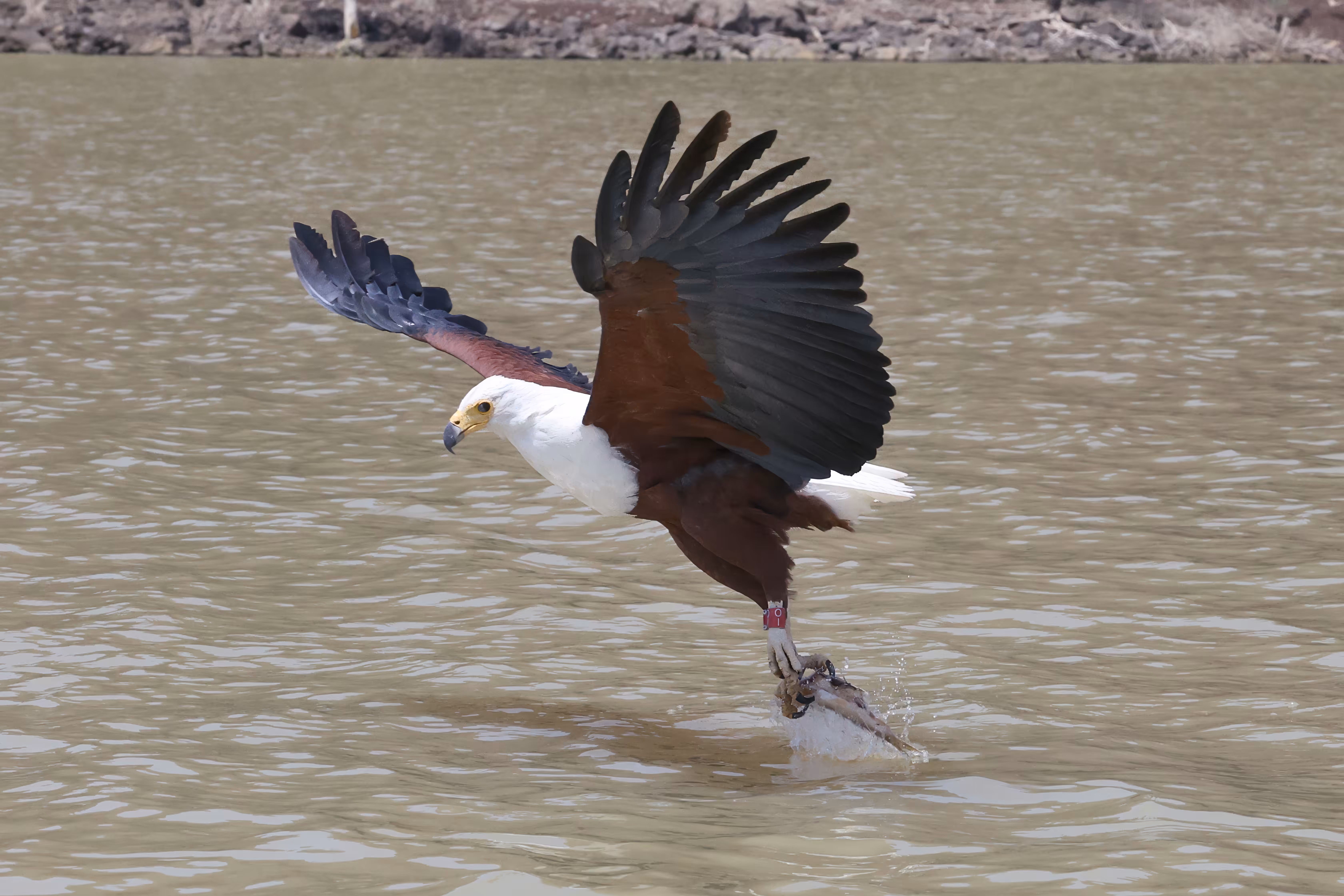 Kenyan Fish Eagle