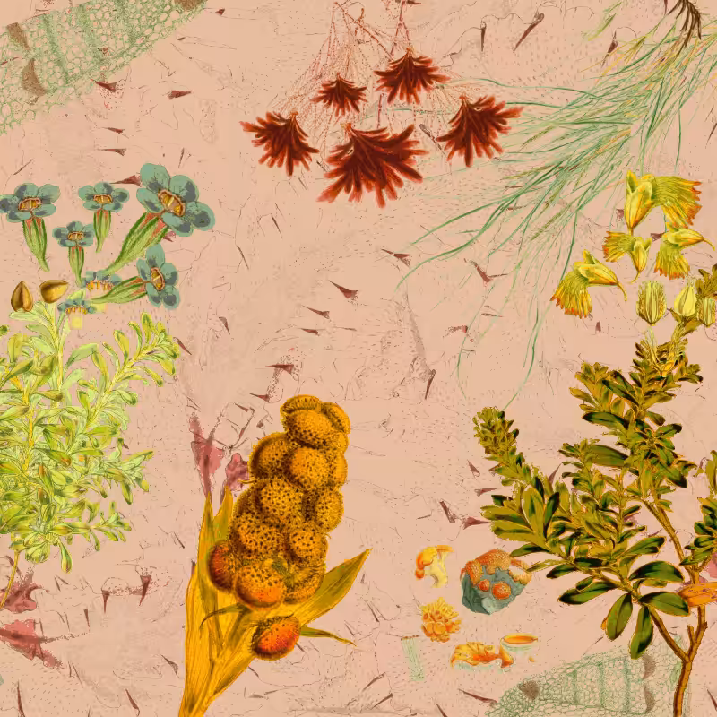 future flora from Antarctica's past #51