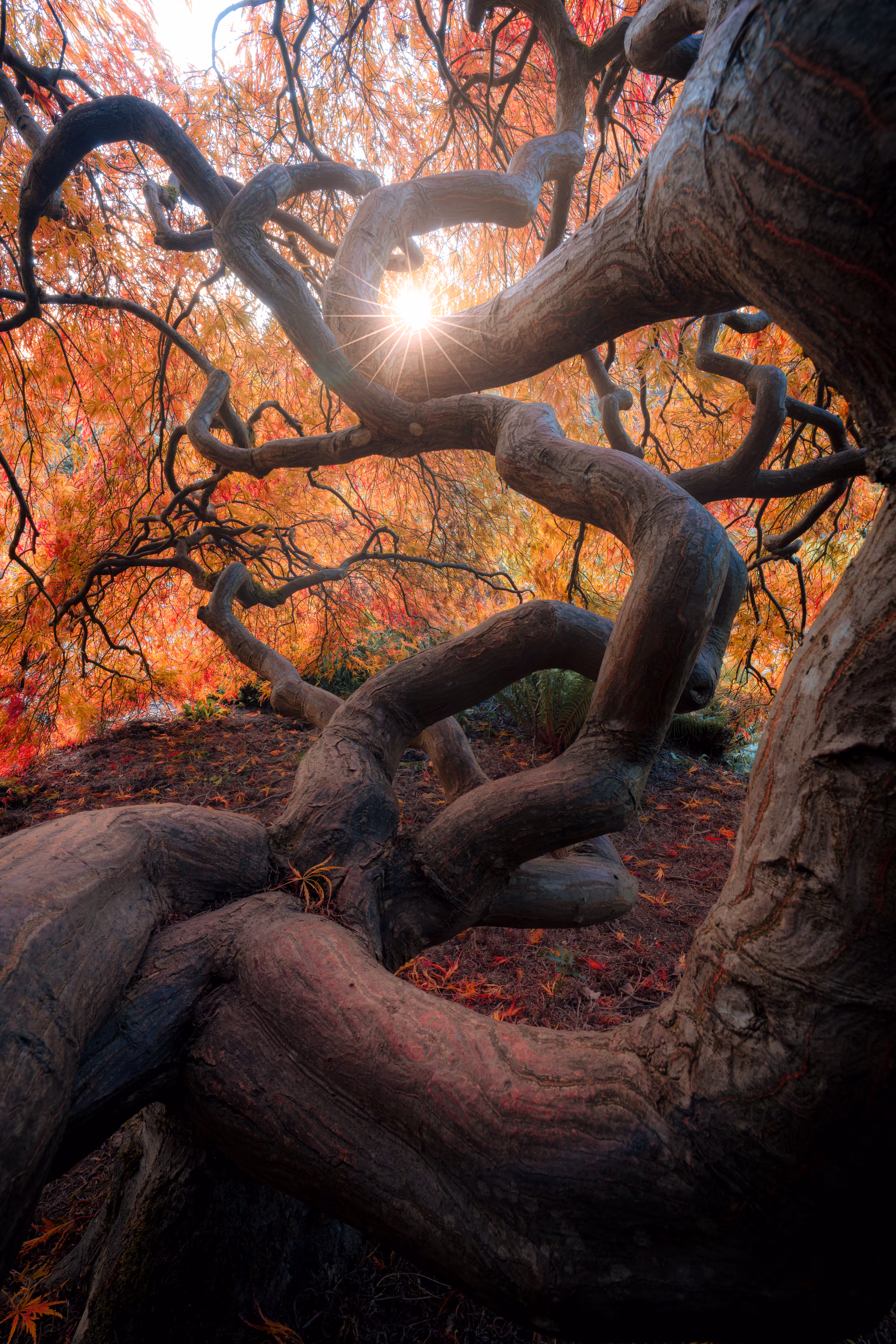 Vortex Of Life