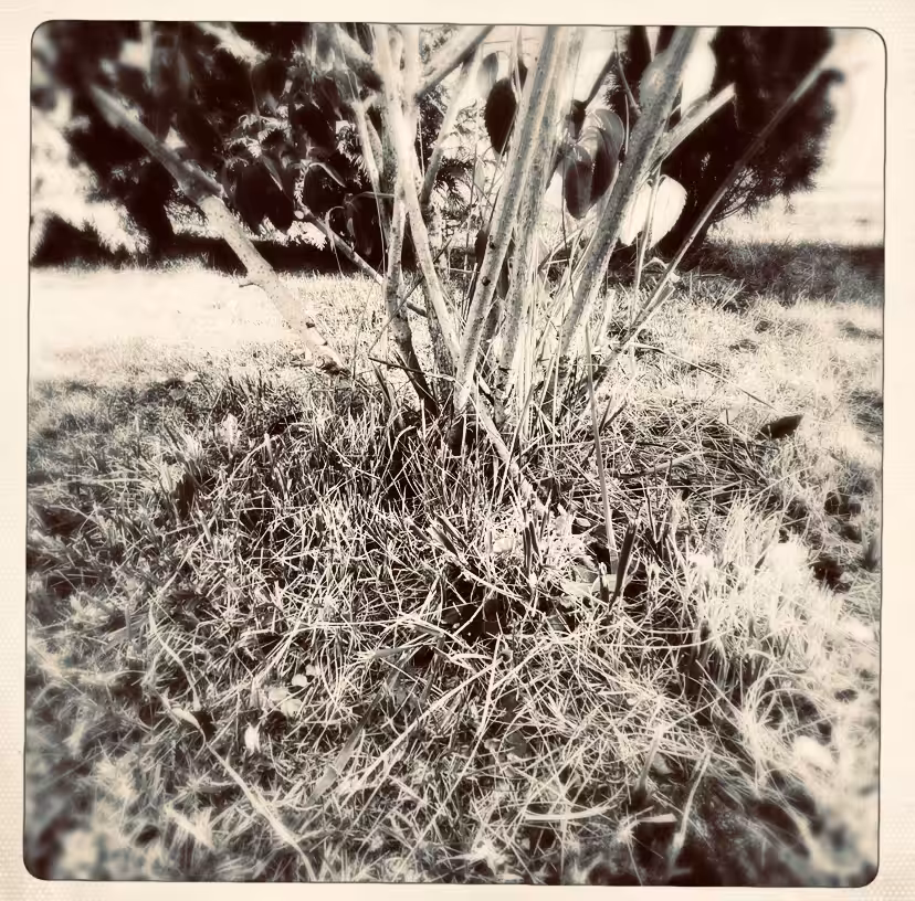 08_grdn
