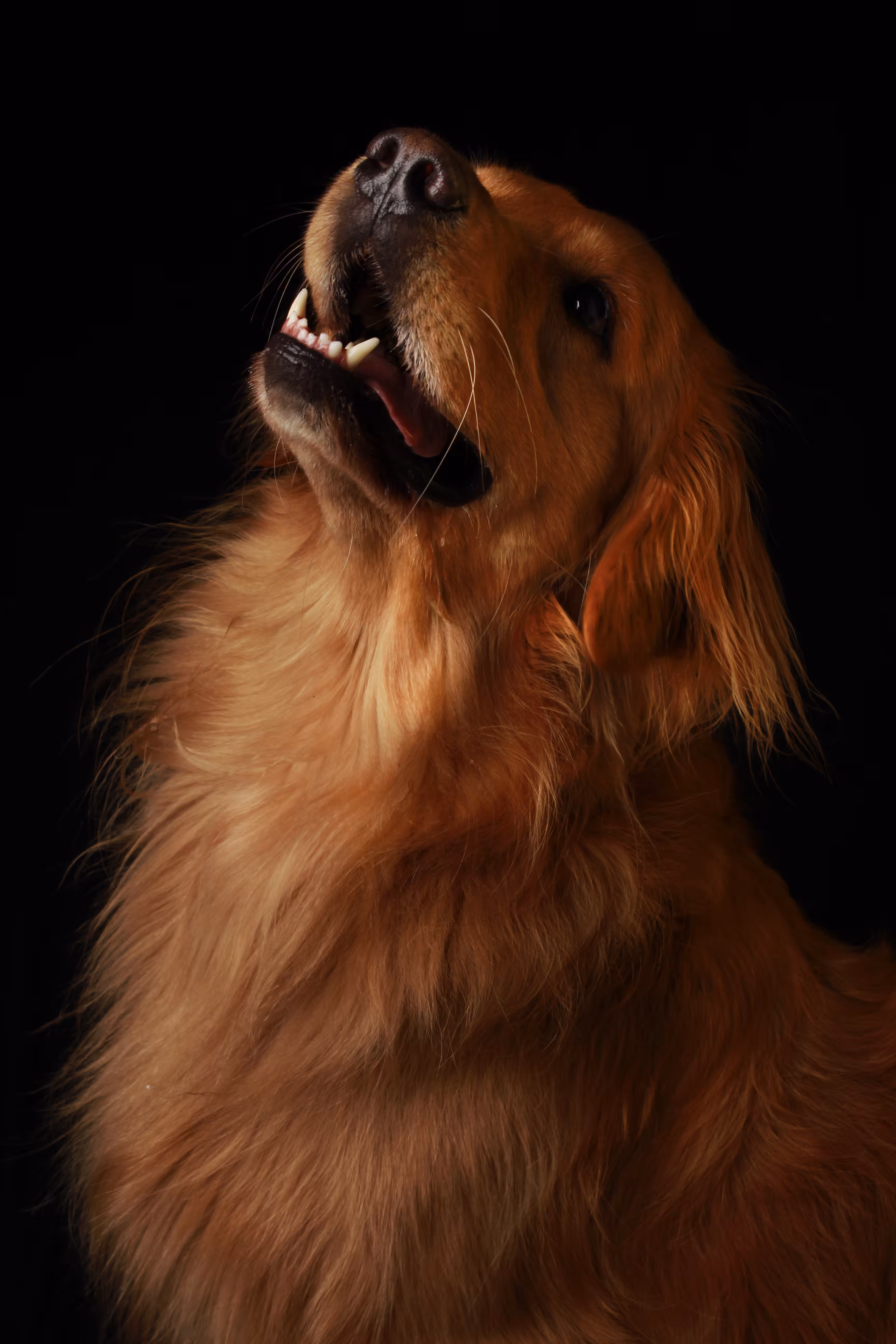 Doggy Brunette