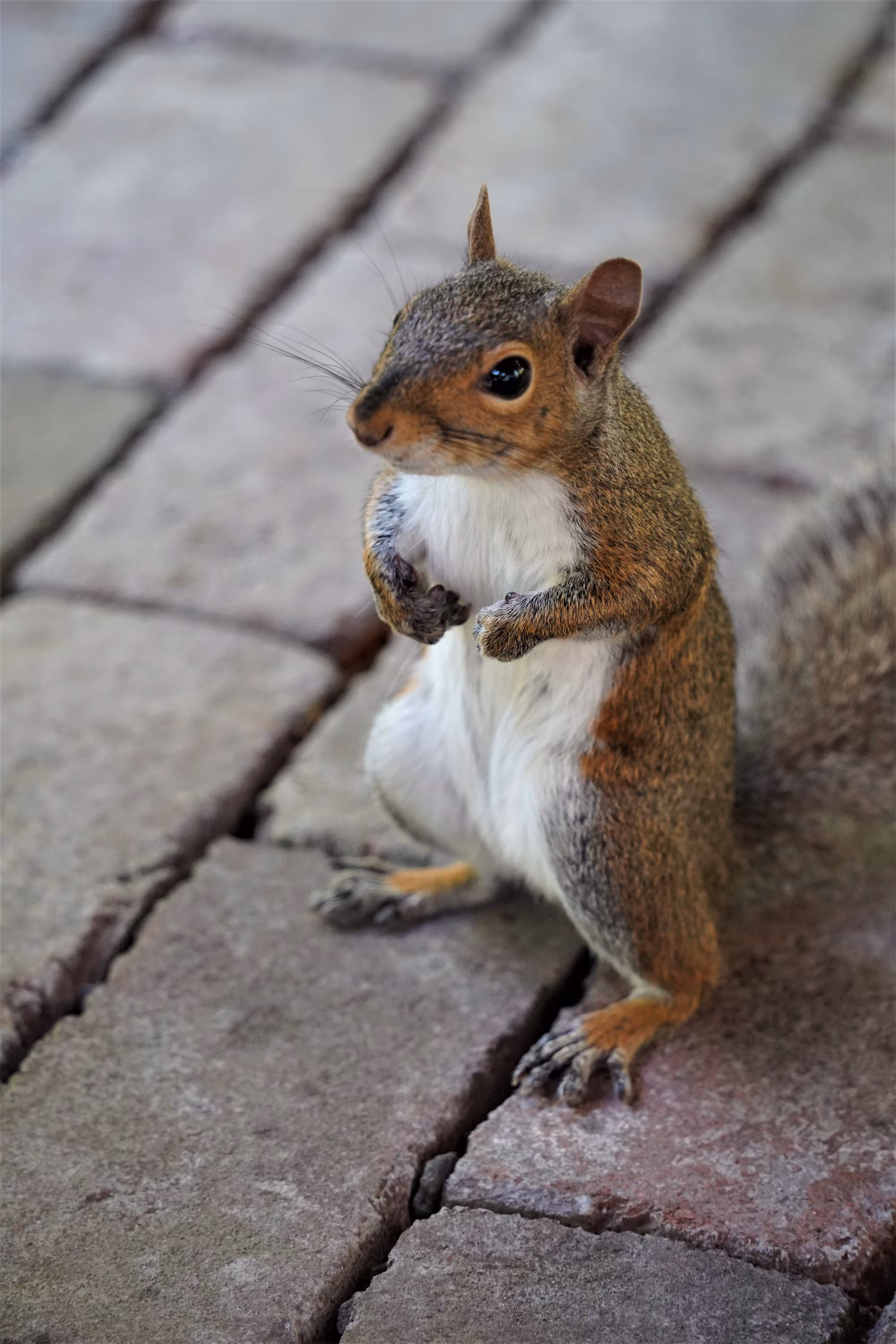 Begging Squirrel