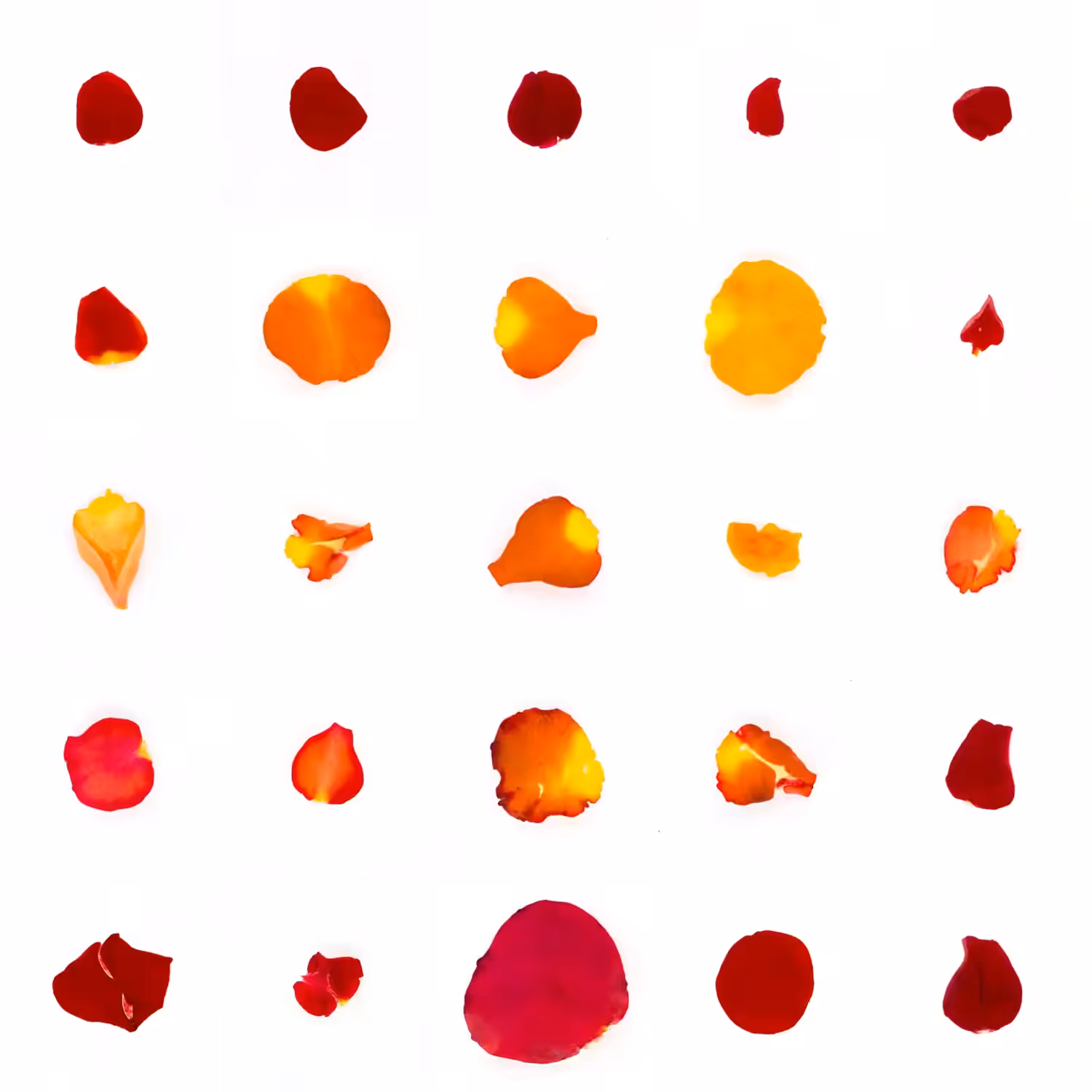 Infinite Petals 5x5#20153