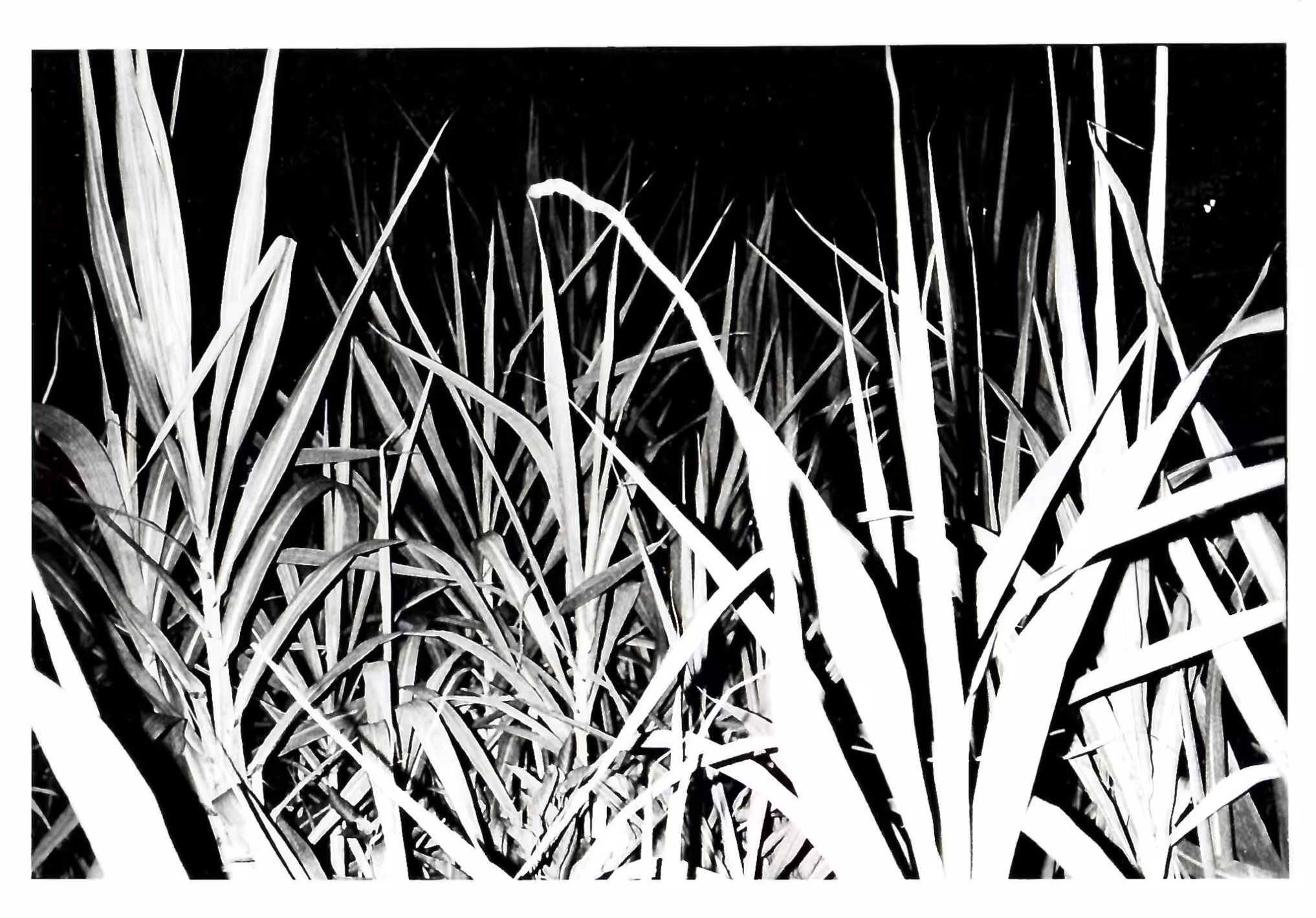 Darkroom practices #03