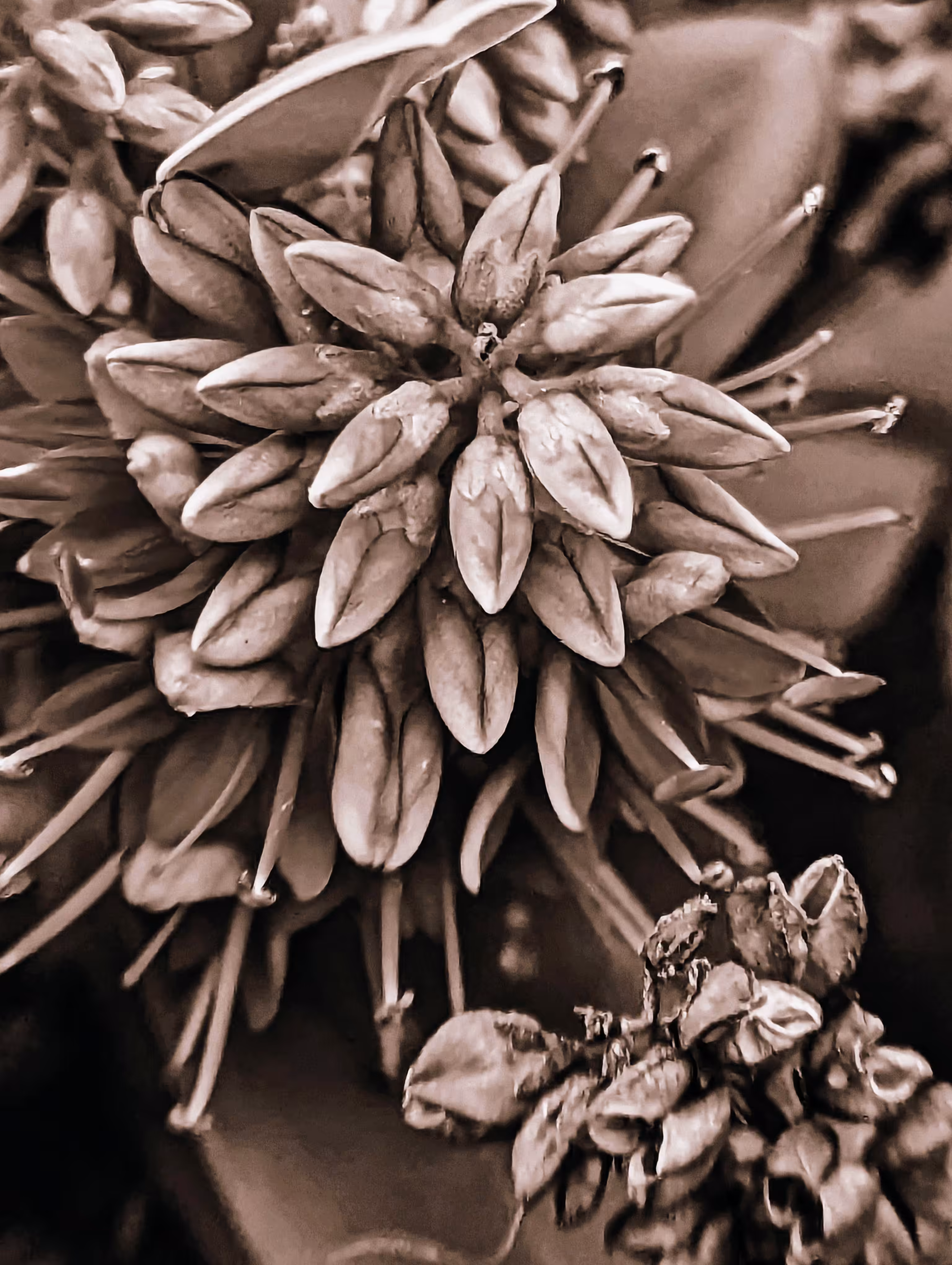 Hebe sepia