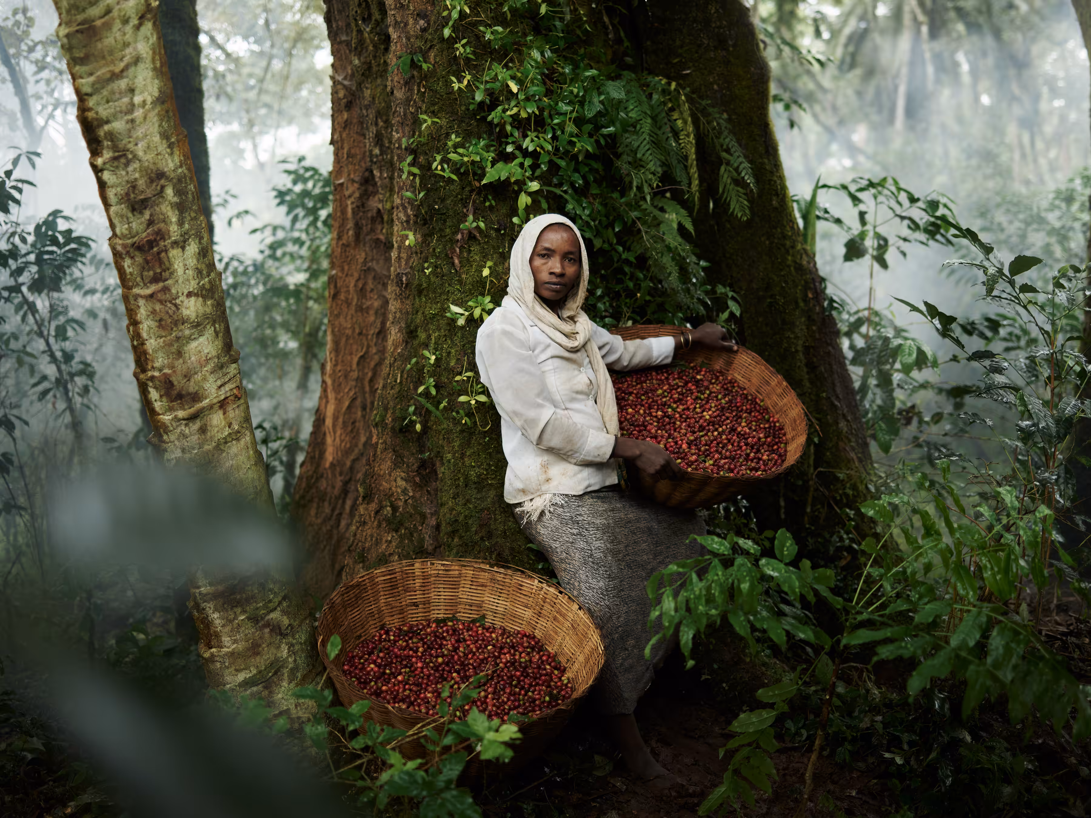 Ethiopia - Weynetu, a Forest Coffee Harvester