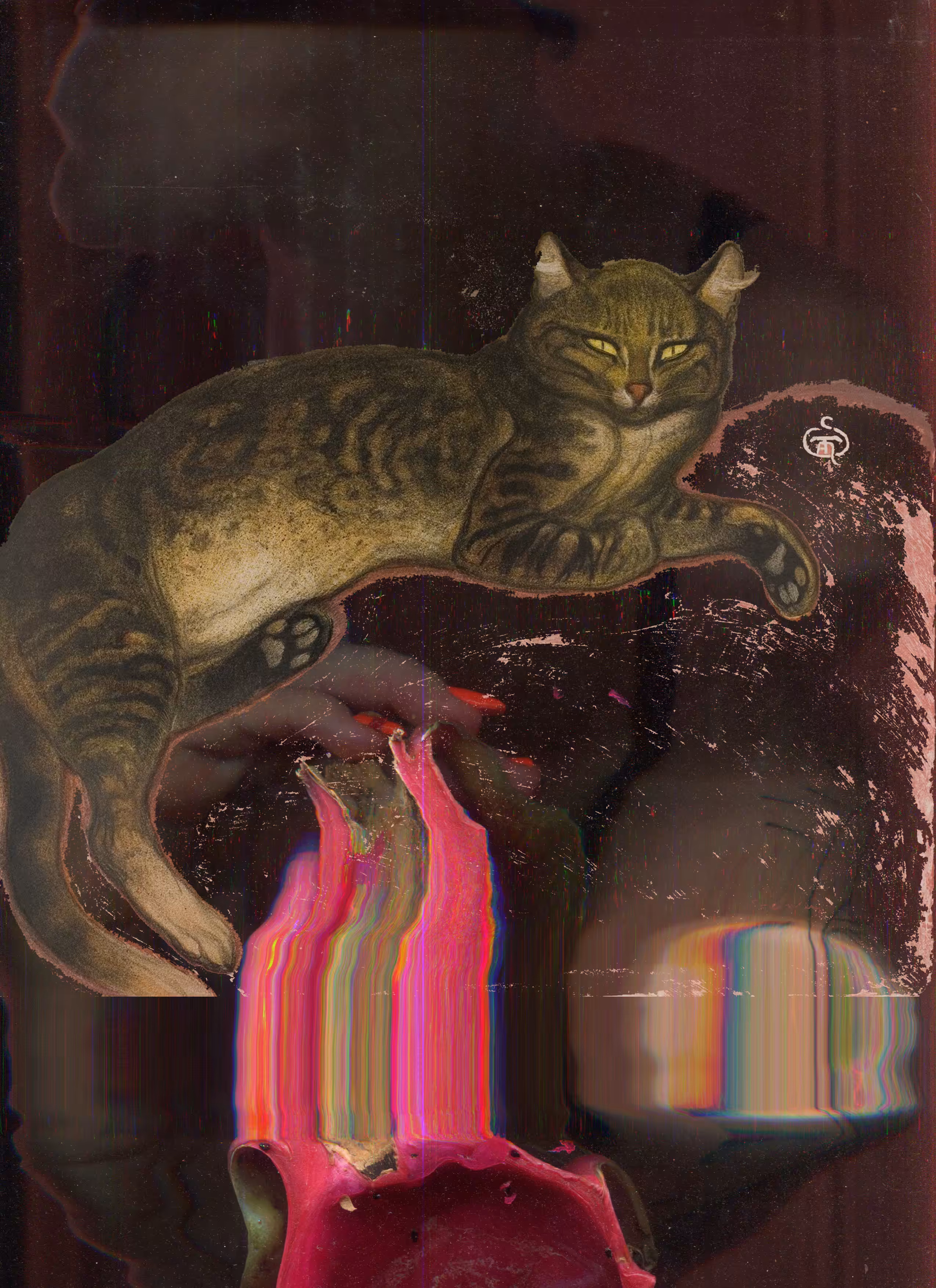 Plate 012 _ Cat