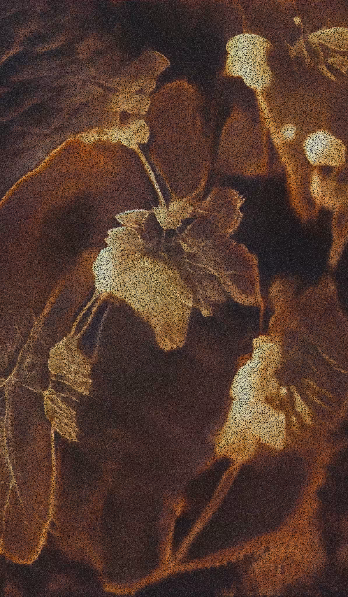 Apparatus Vitis #76