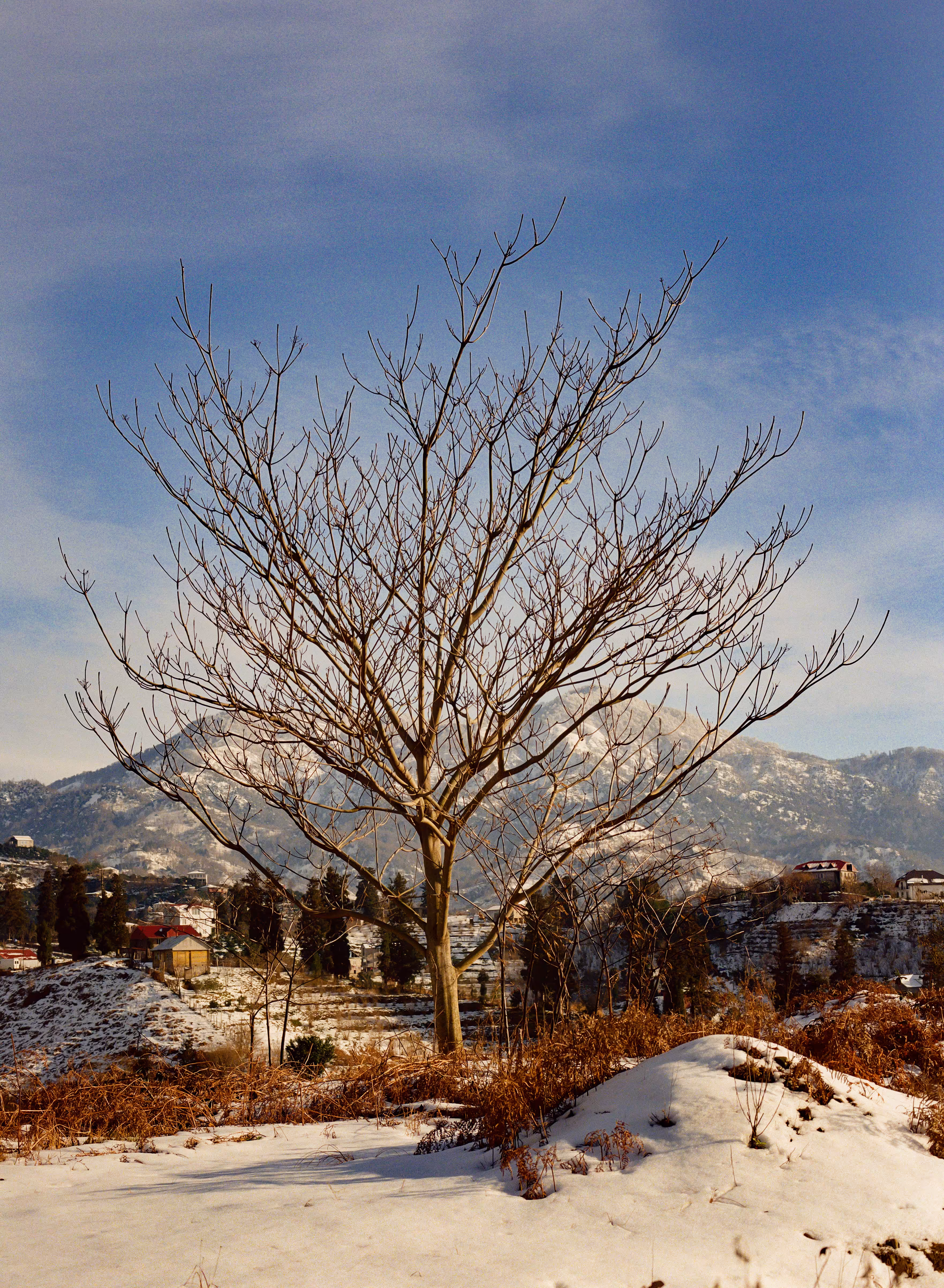 Wood and mountains