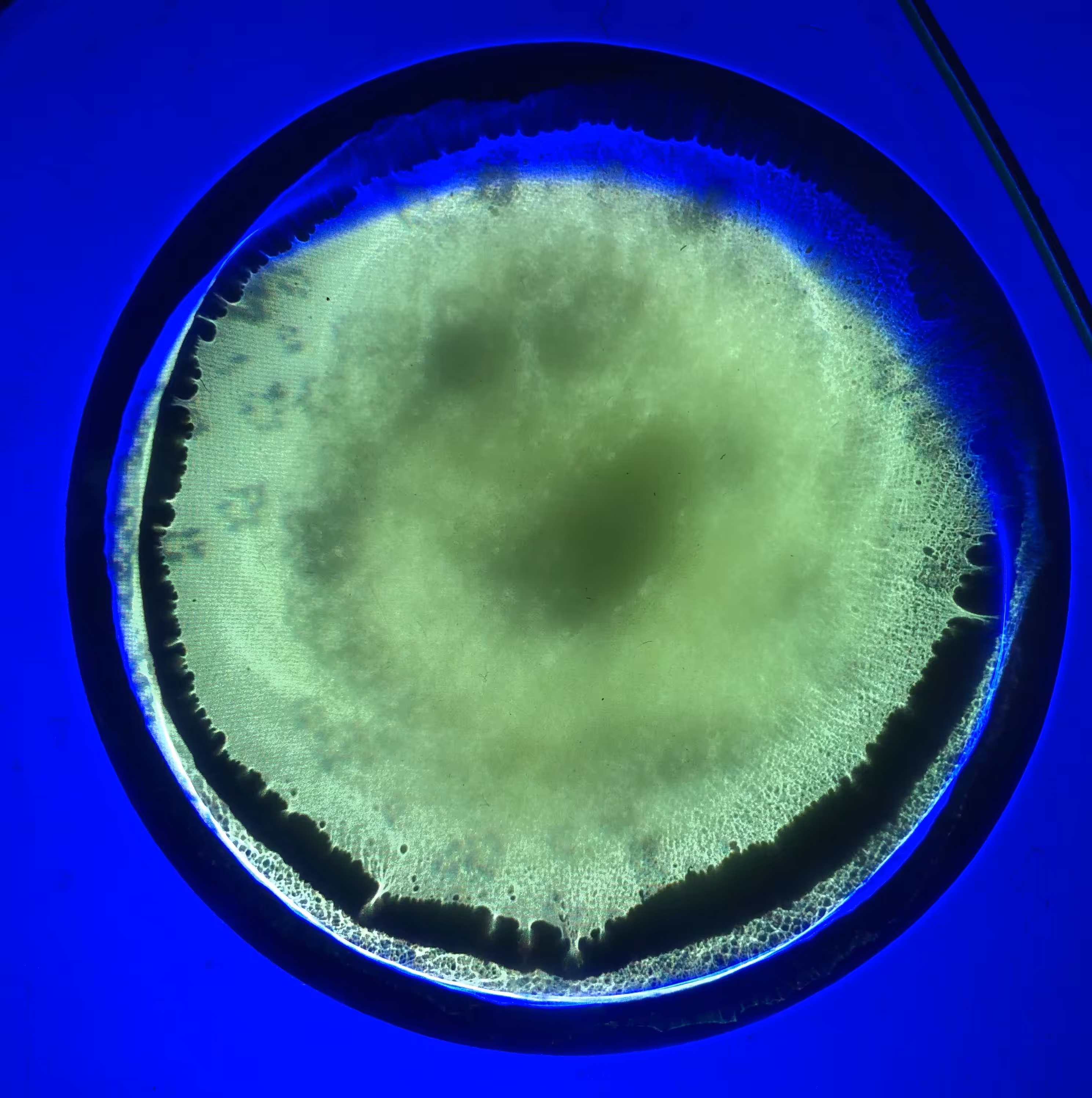 BIOTA series