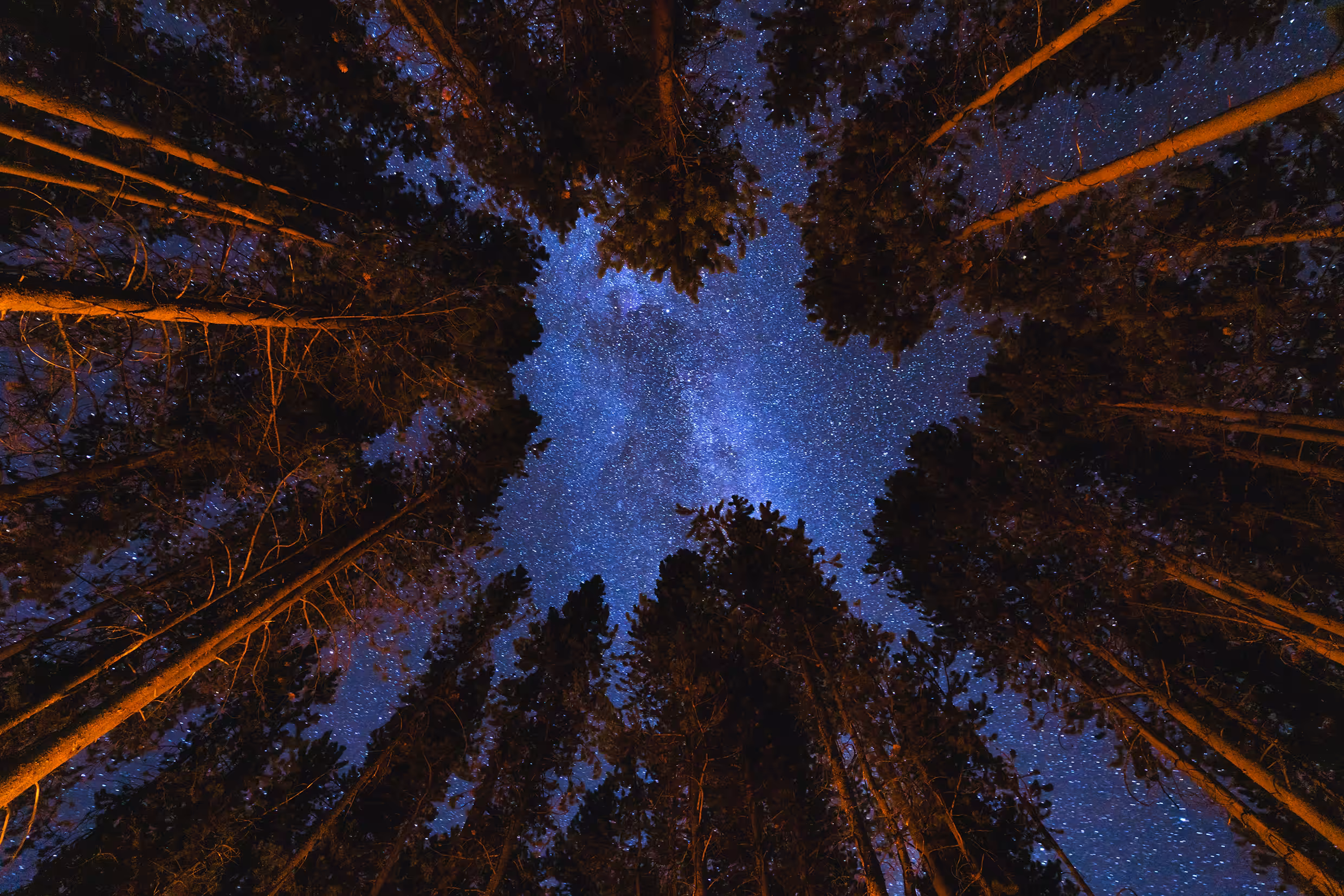 Dreaming Among Trees