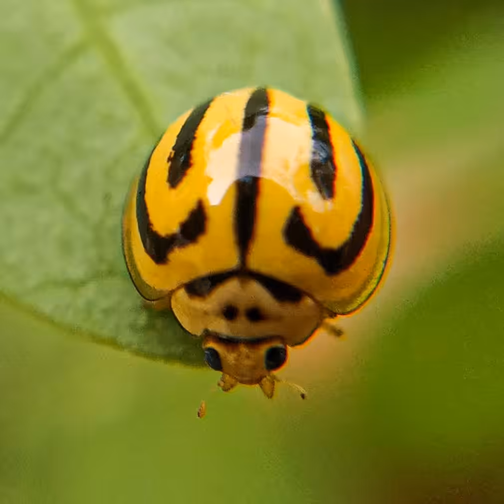 #8 Shining Bug 