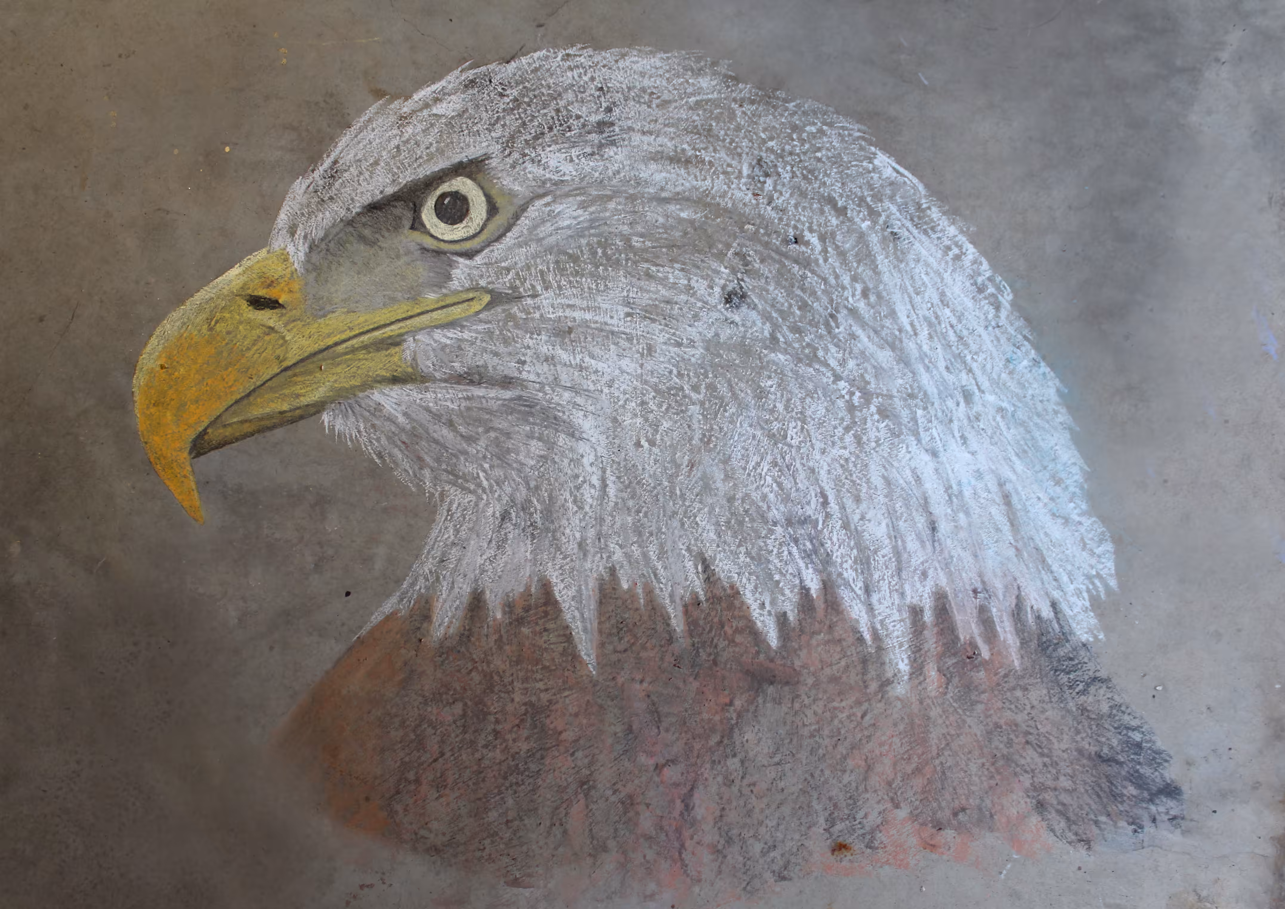 Chalk Series - Bald Eagle