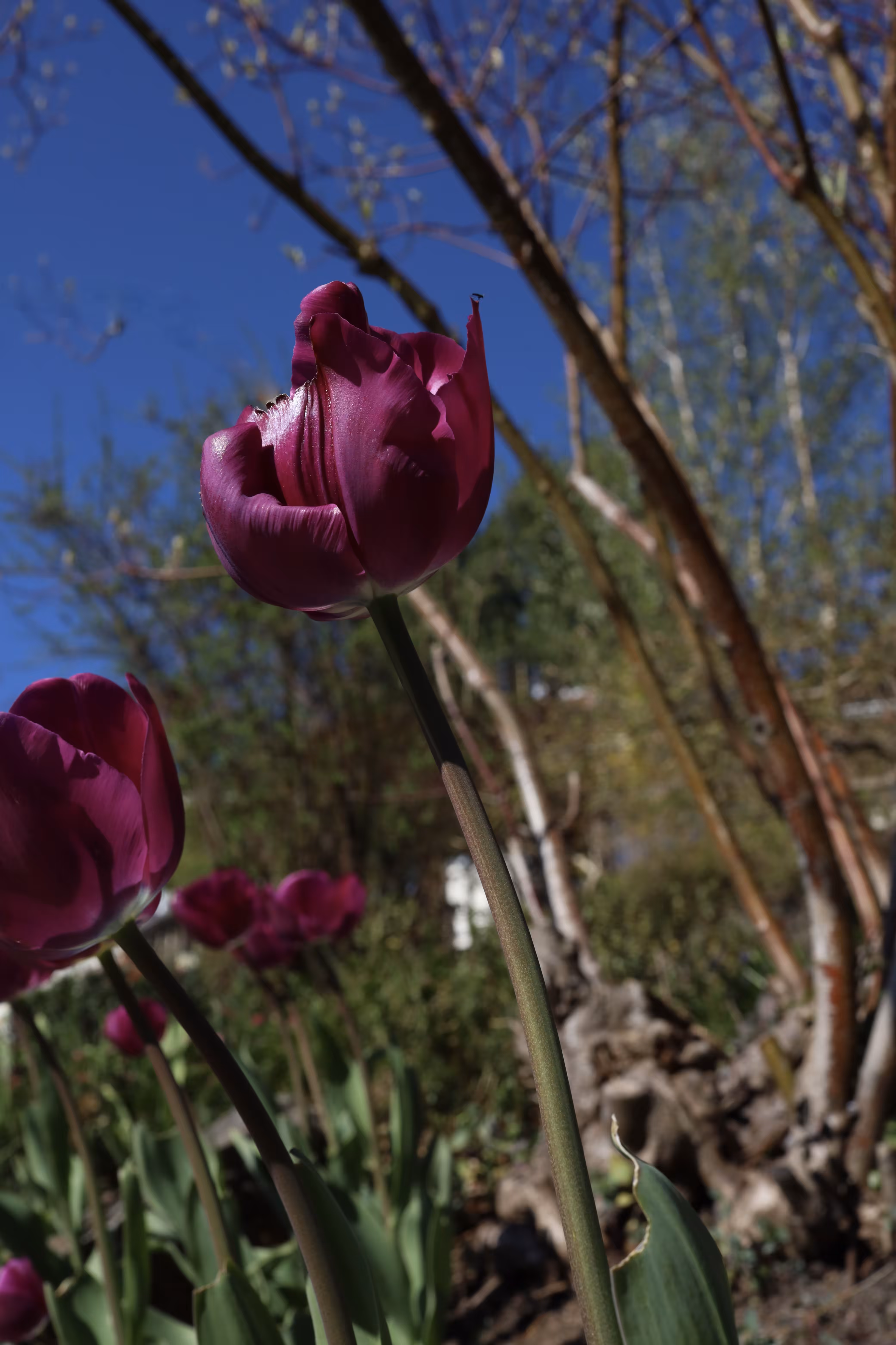 Tulips Gone Wild