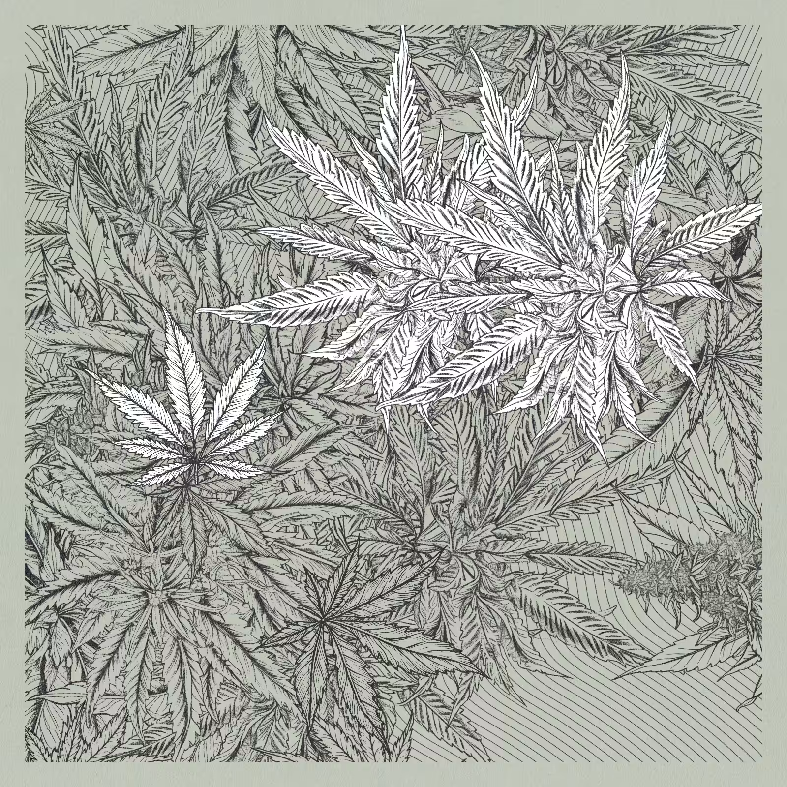 zancannabis #77