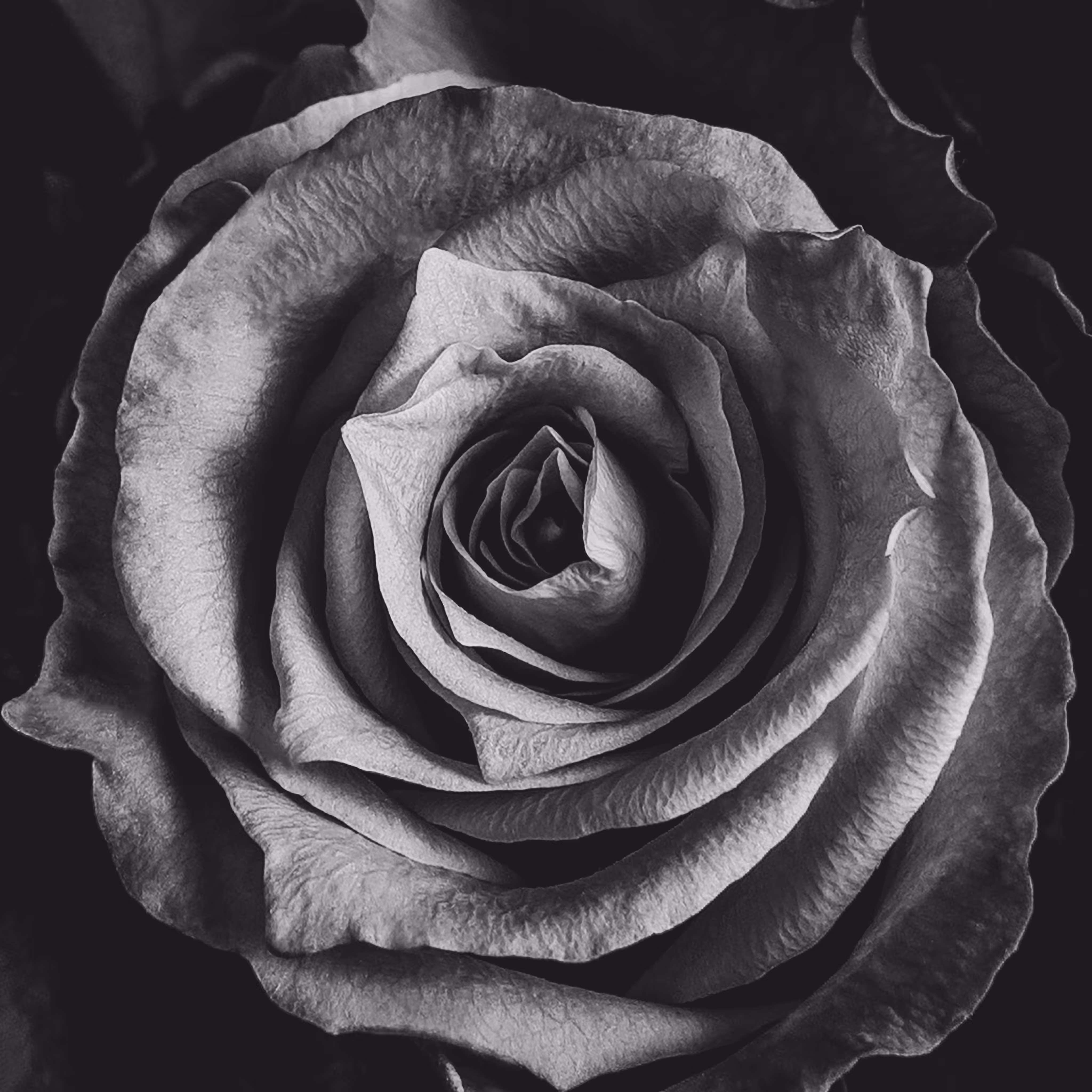 Rose blooms