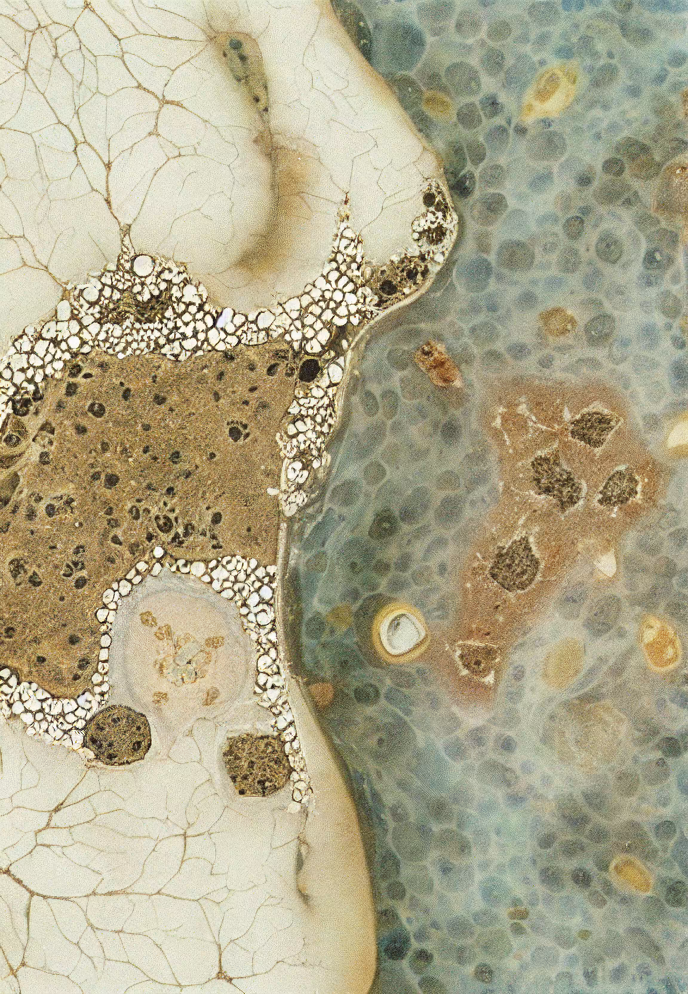 Histologia In Silico #231