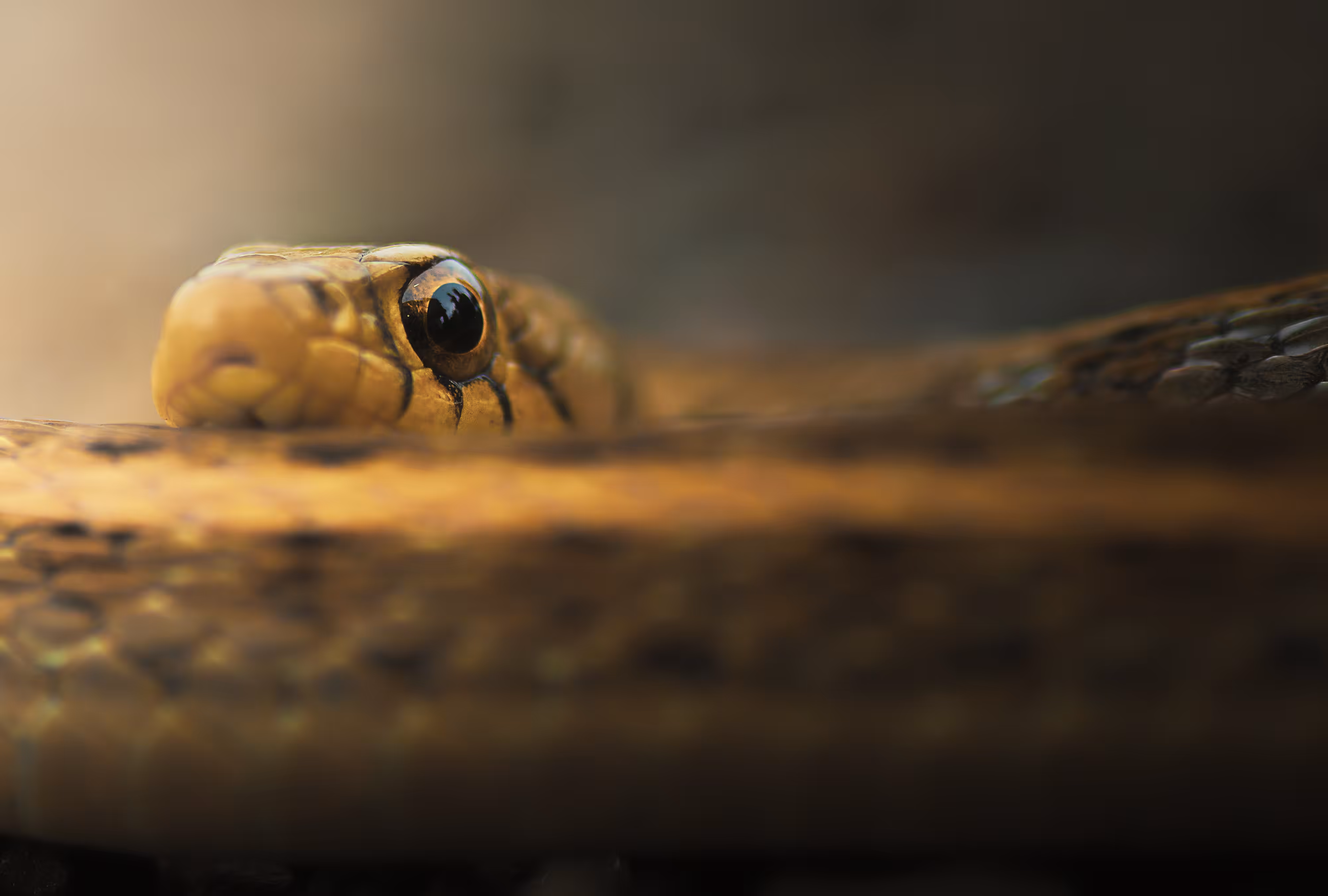 Buff Striped Keelback 