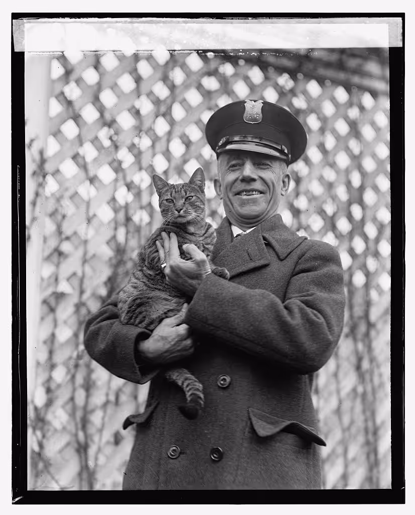 Tyger [i.e. Tiger], White House cat