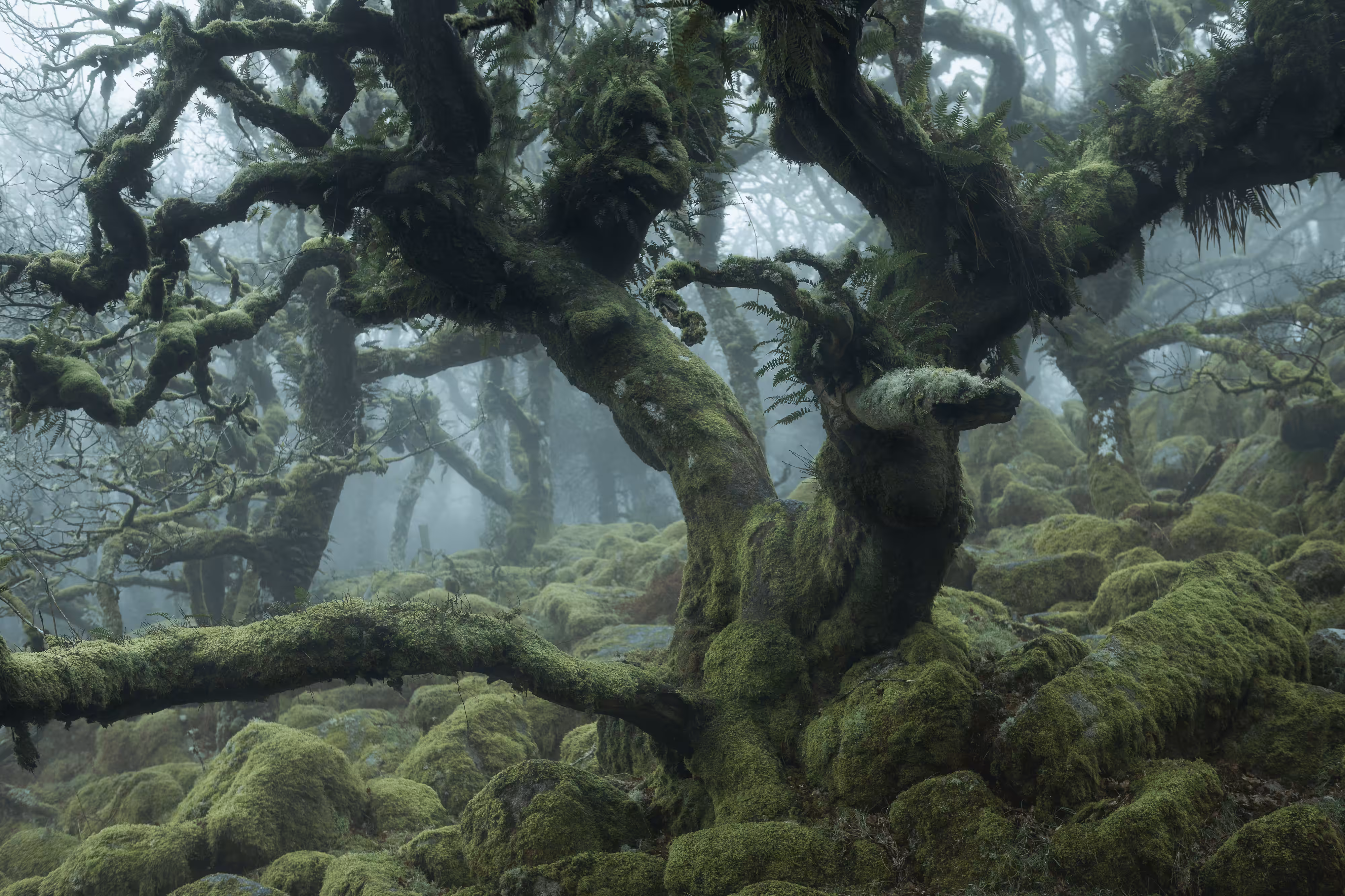 MYSTICAL XXIX (TANGLED)