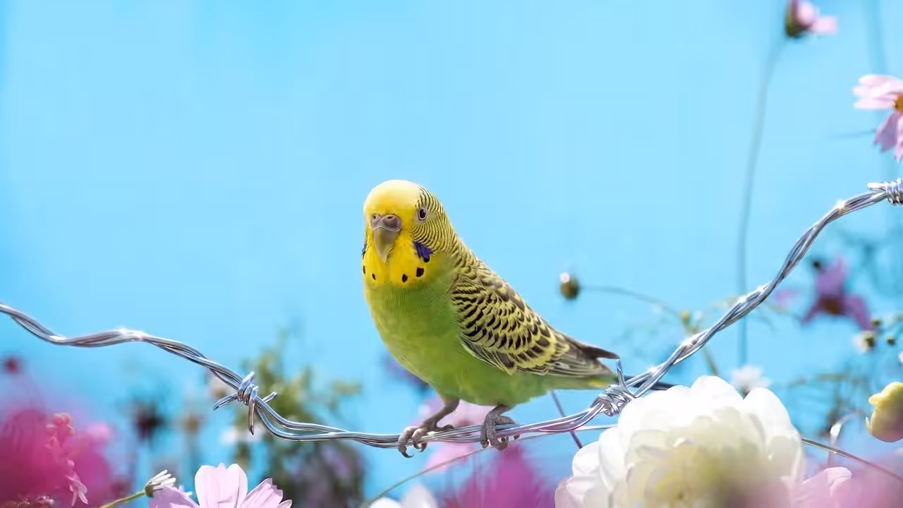 Kiwi, Caroline's Meadow