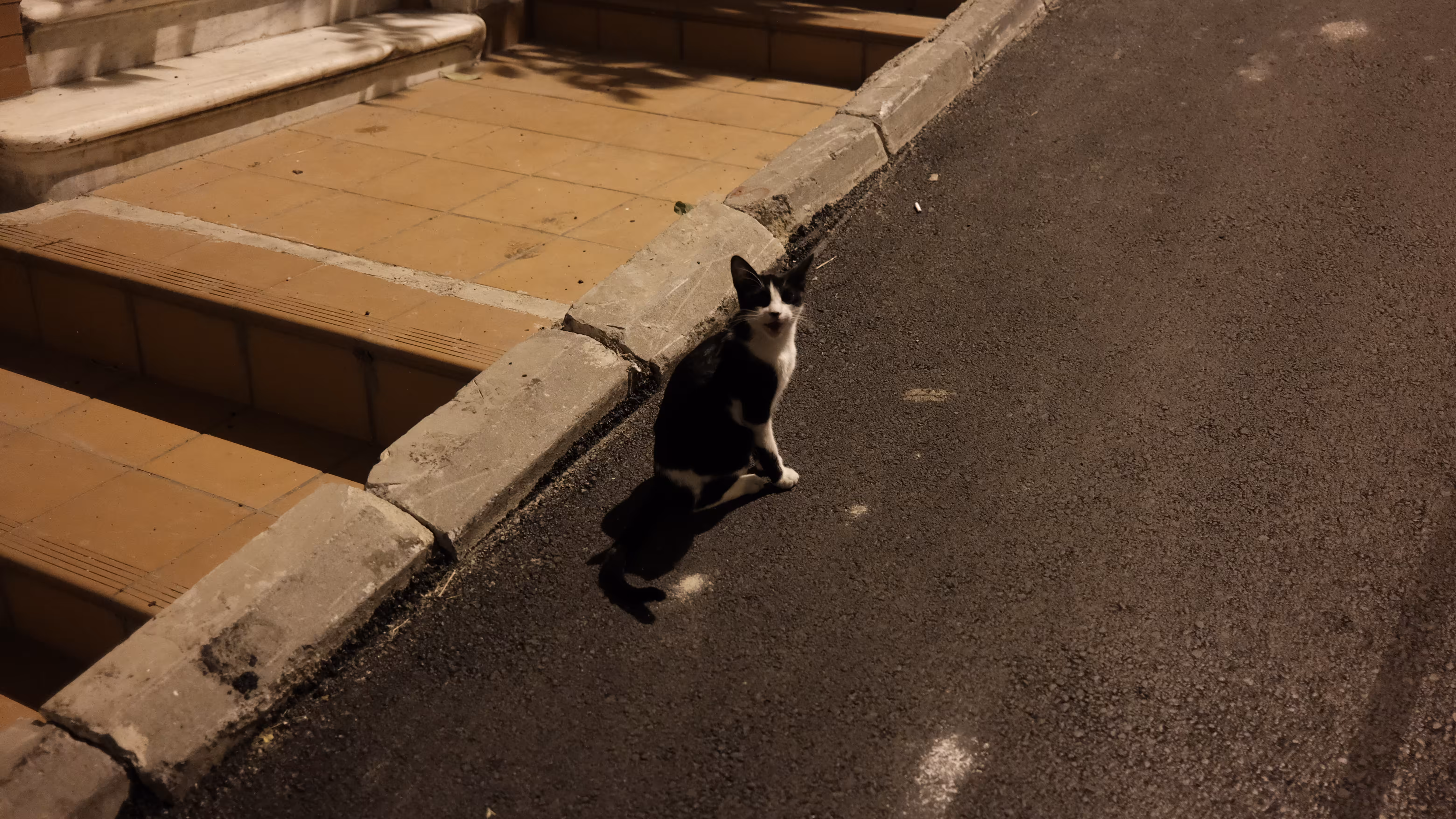 A Cat