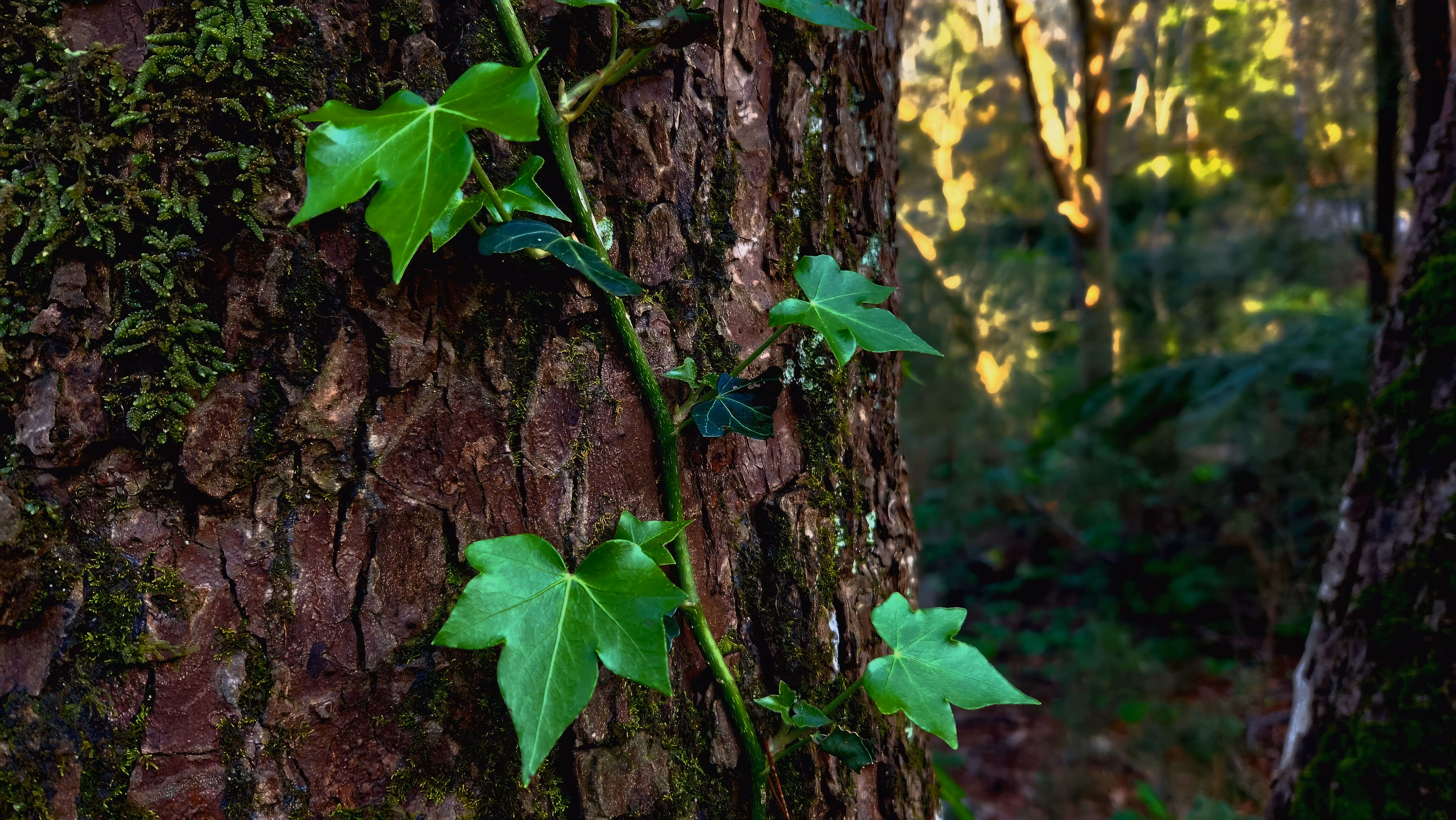 The Green Thread