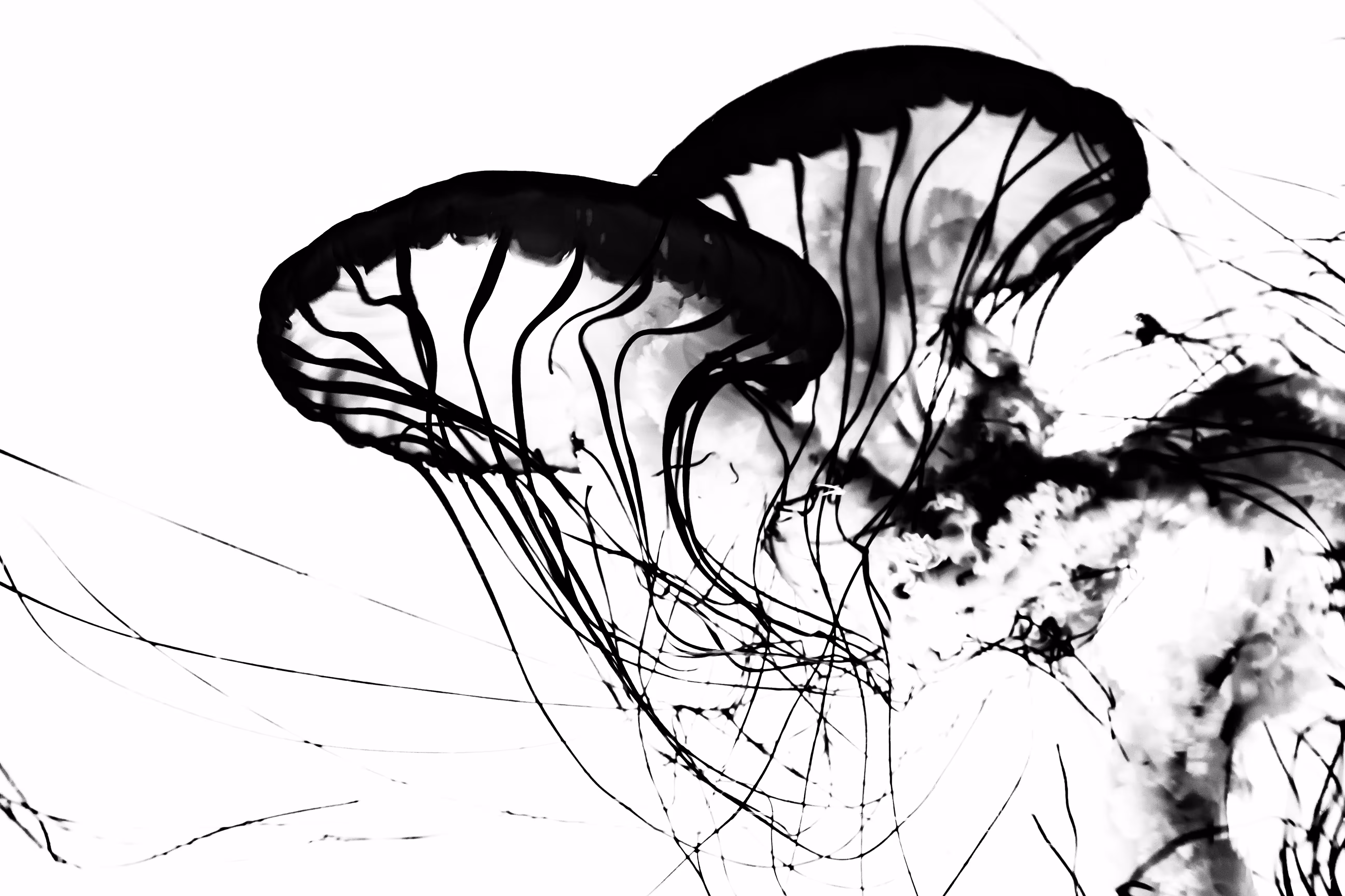 Medusas