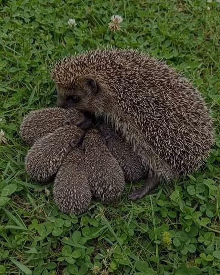 Hedgehog Family