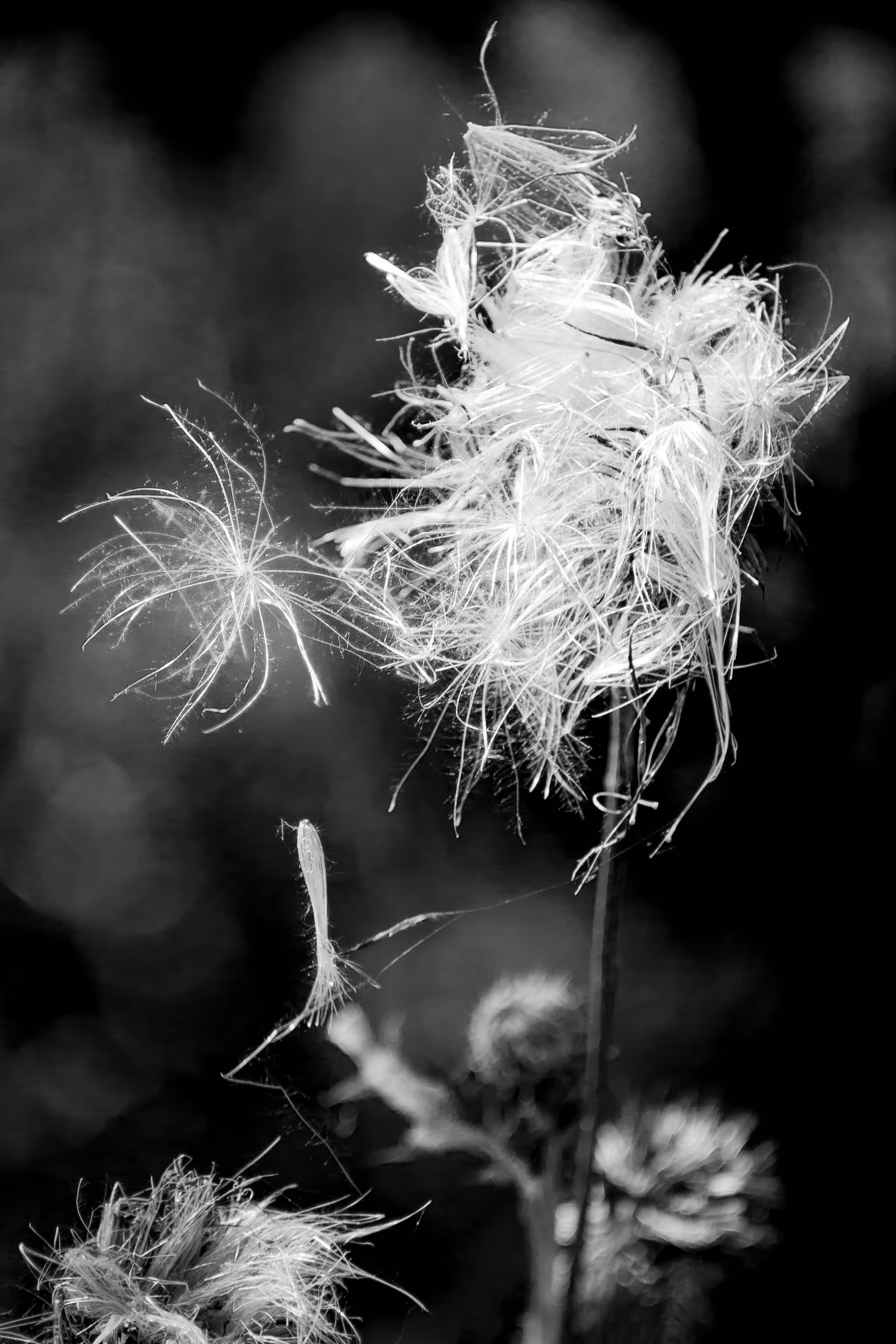 Fly Away