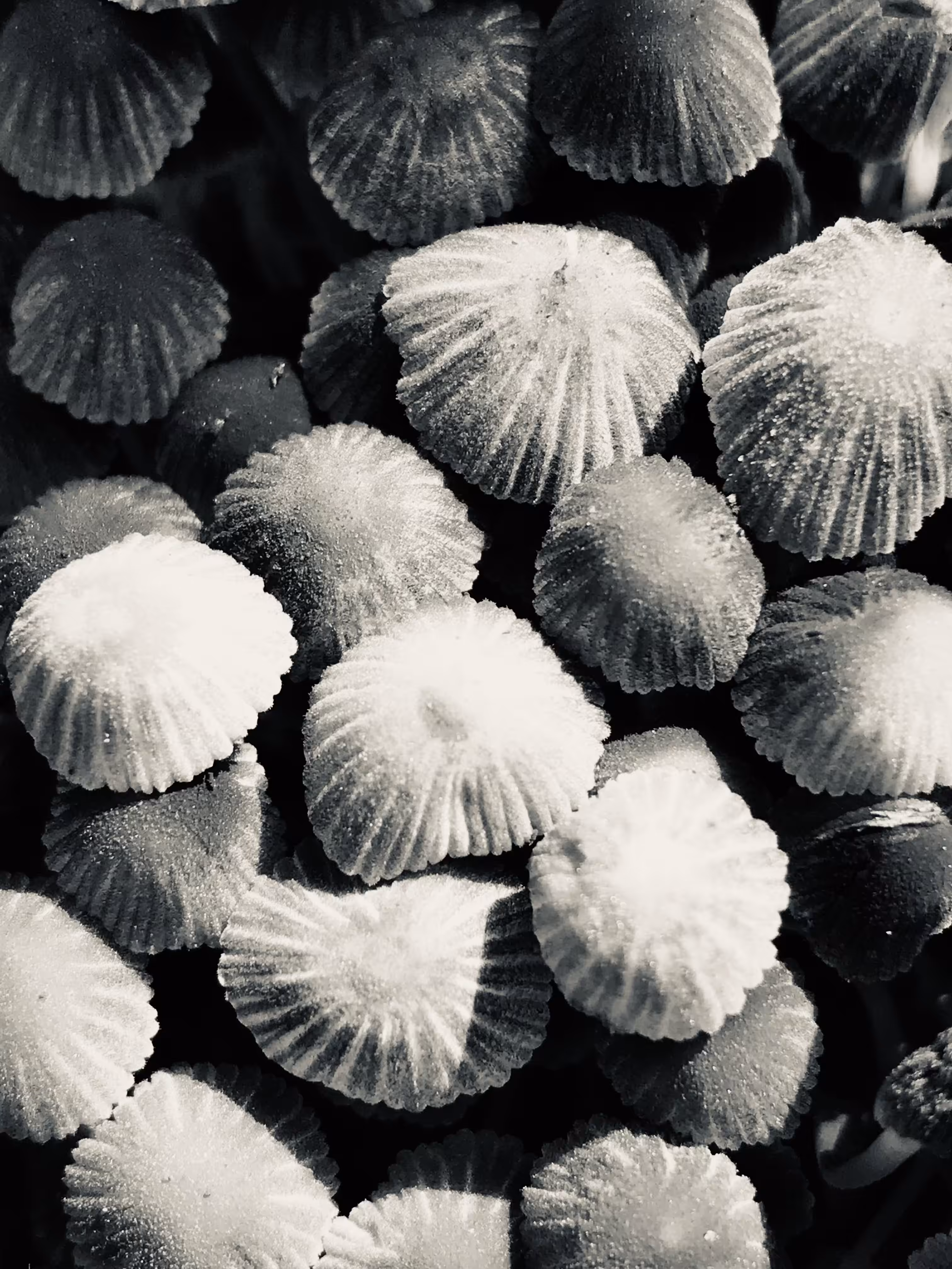 Velvet Hats