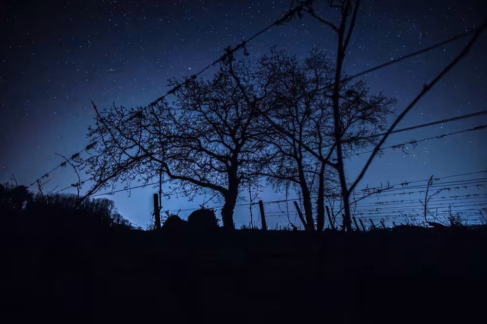 Les Vignes Cosmiques #1 (Cosmic vines)