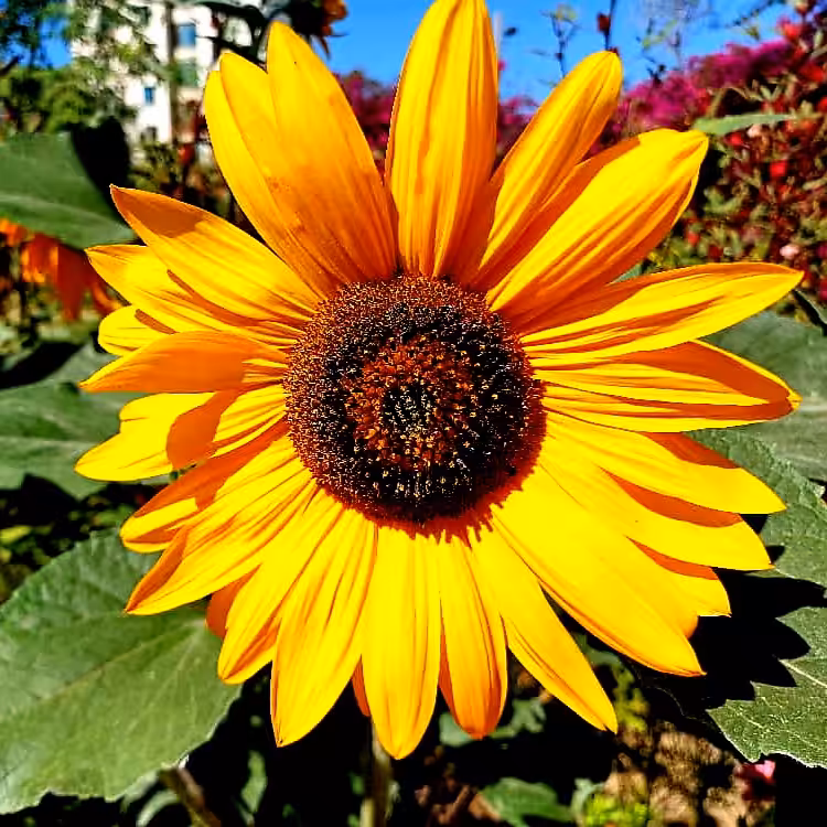 "Flower the color of the sun"