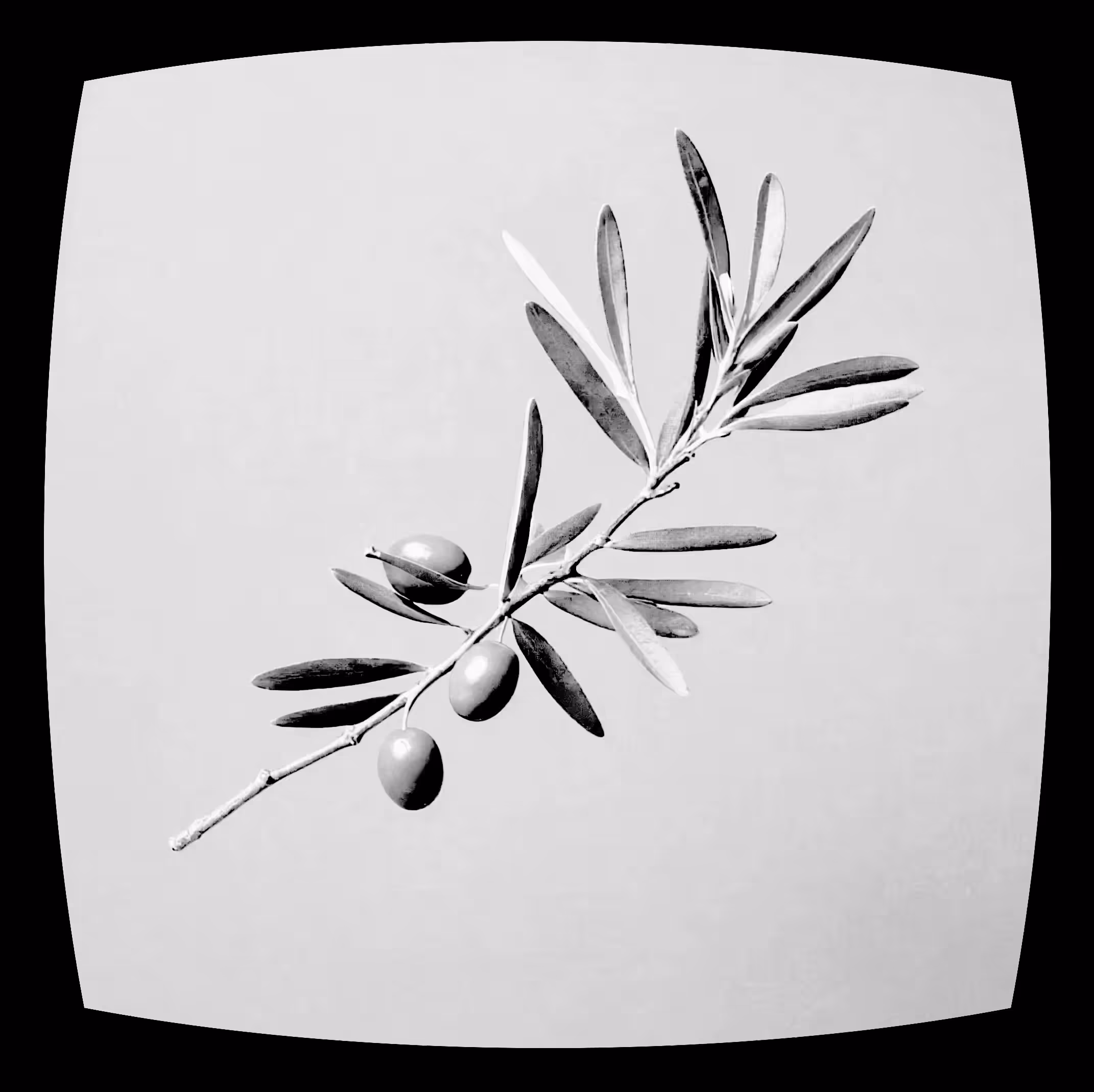 PEACE TROPE #15/66