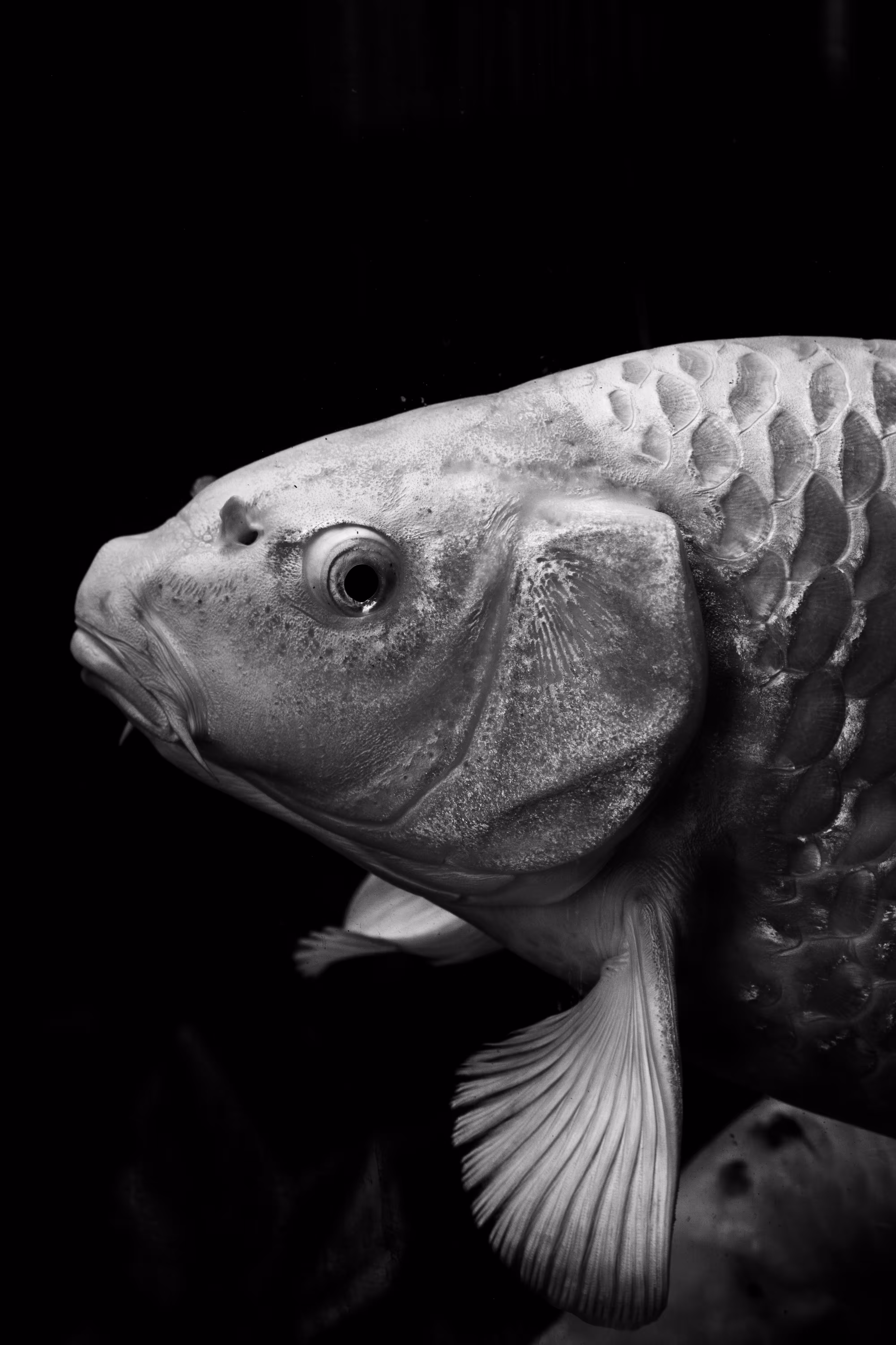 Fish Said
