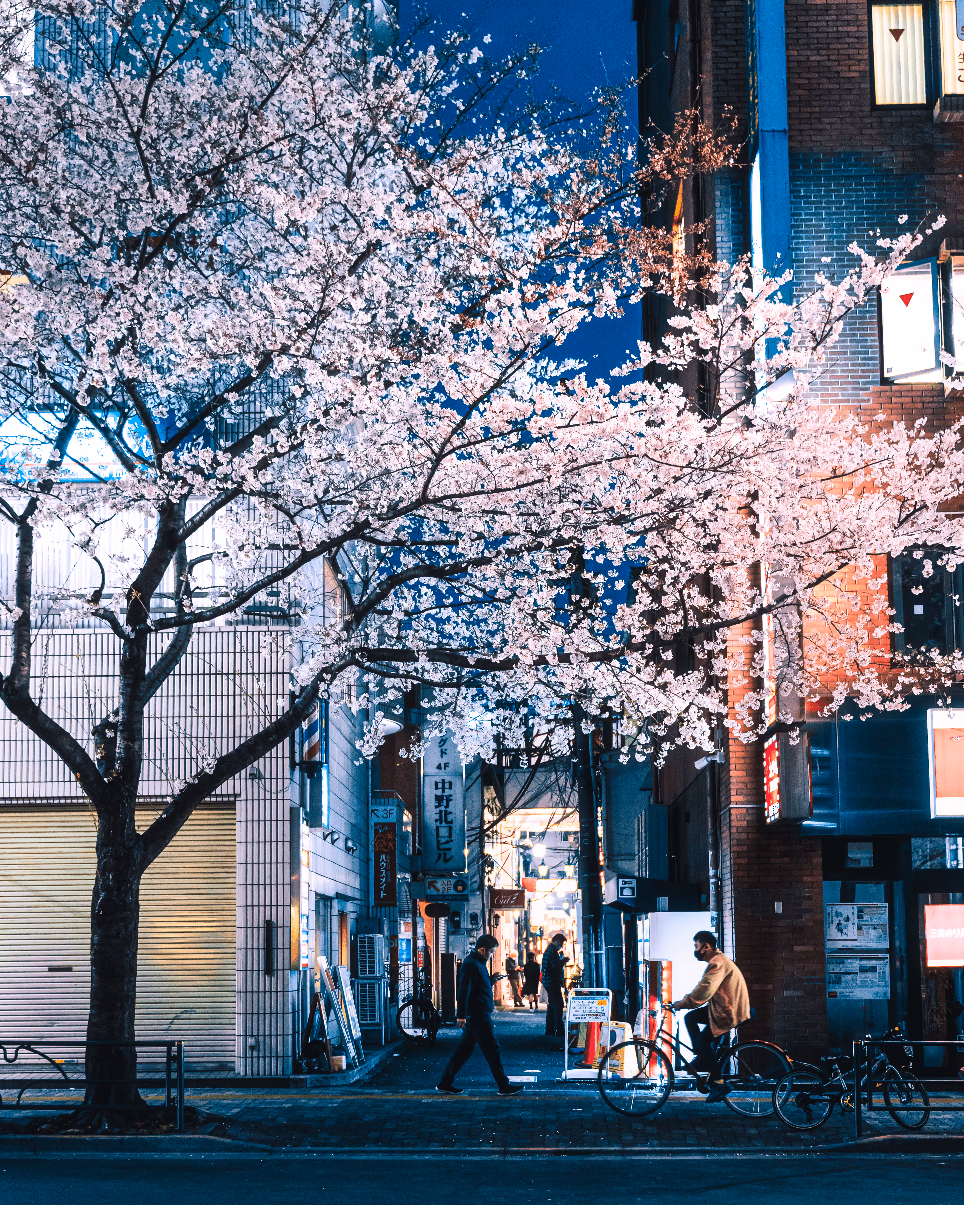 SAKURA NEON