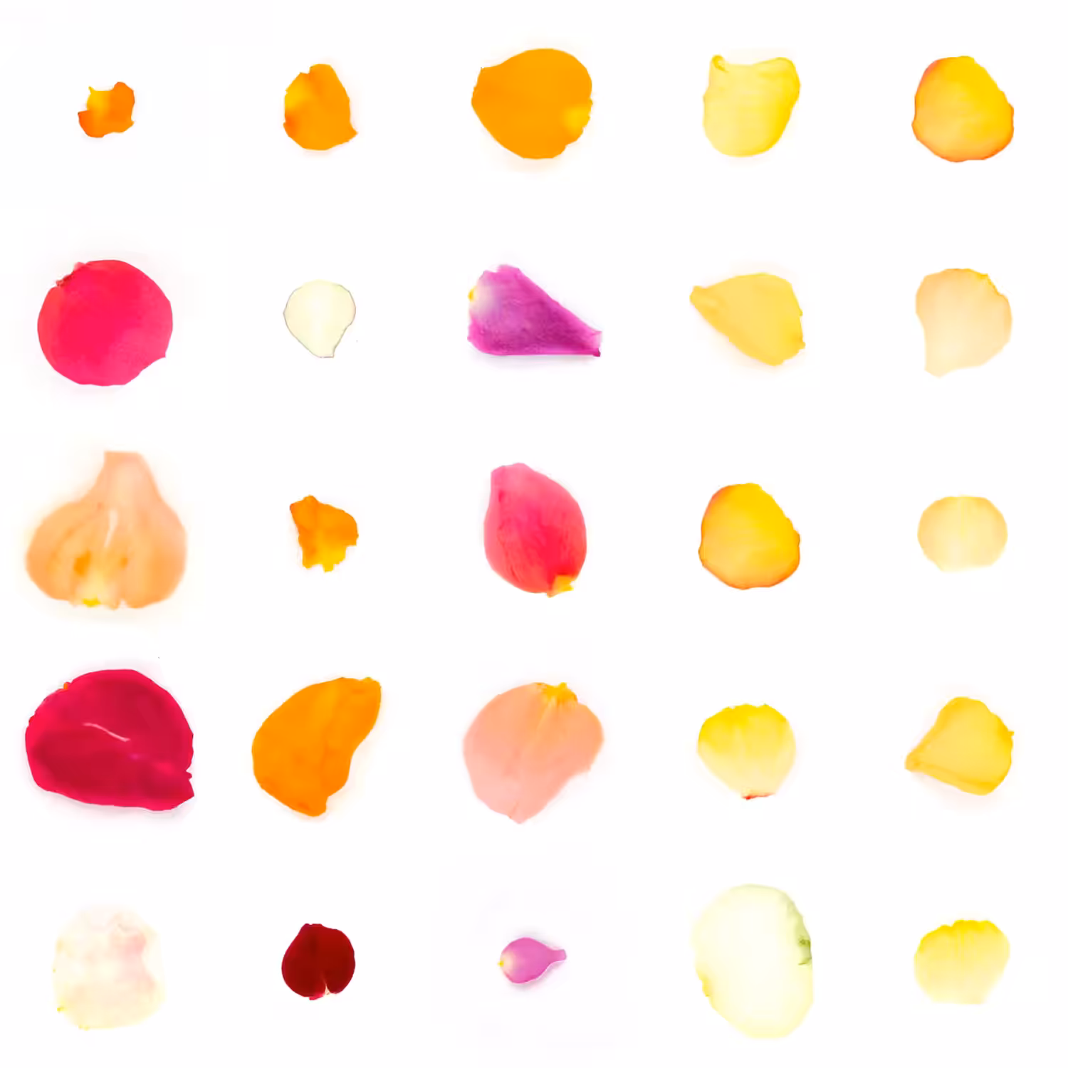 Infinite Petals 5x5#21344