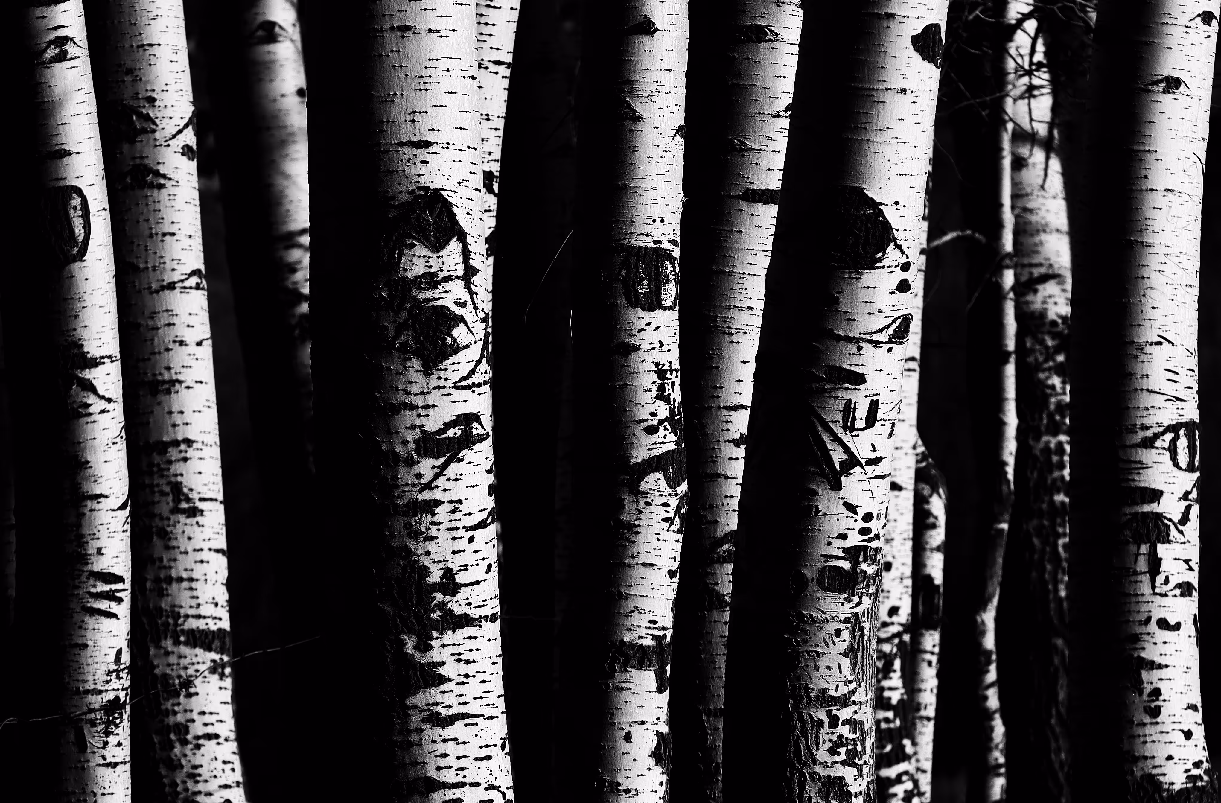Poplar trees