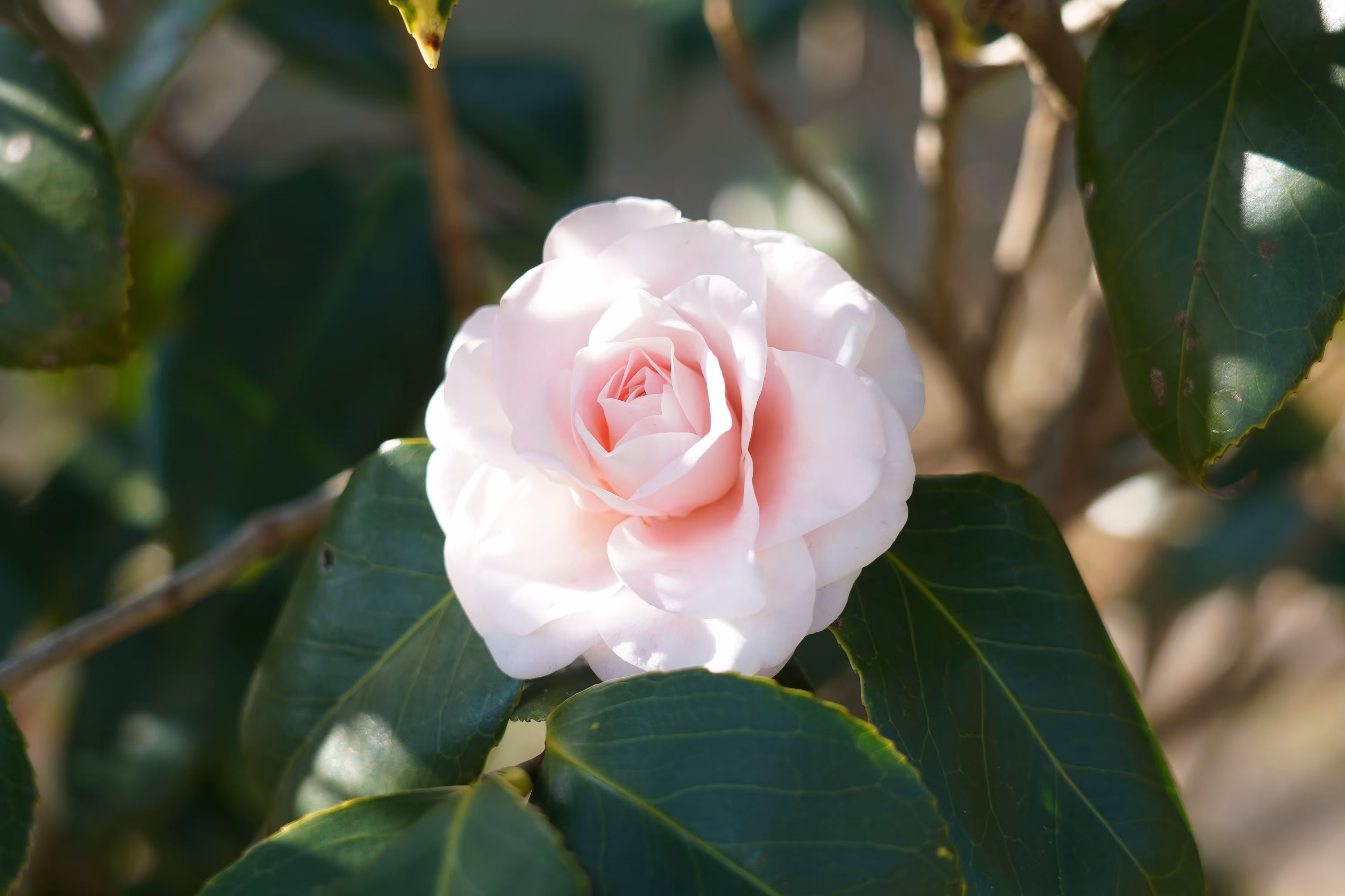 Camellia "Ave maria"
