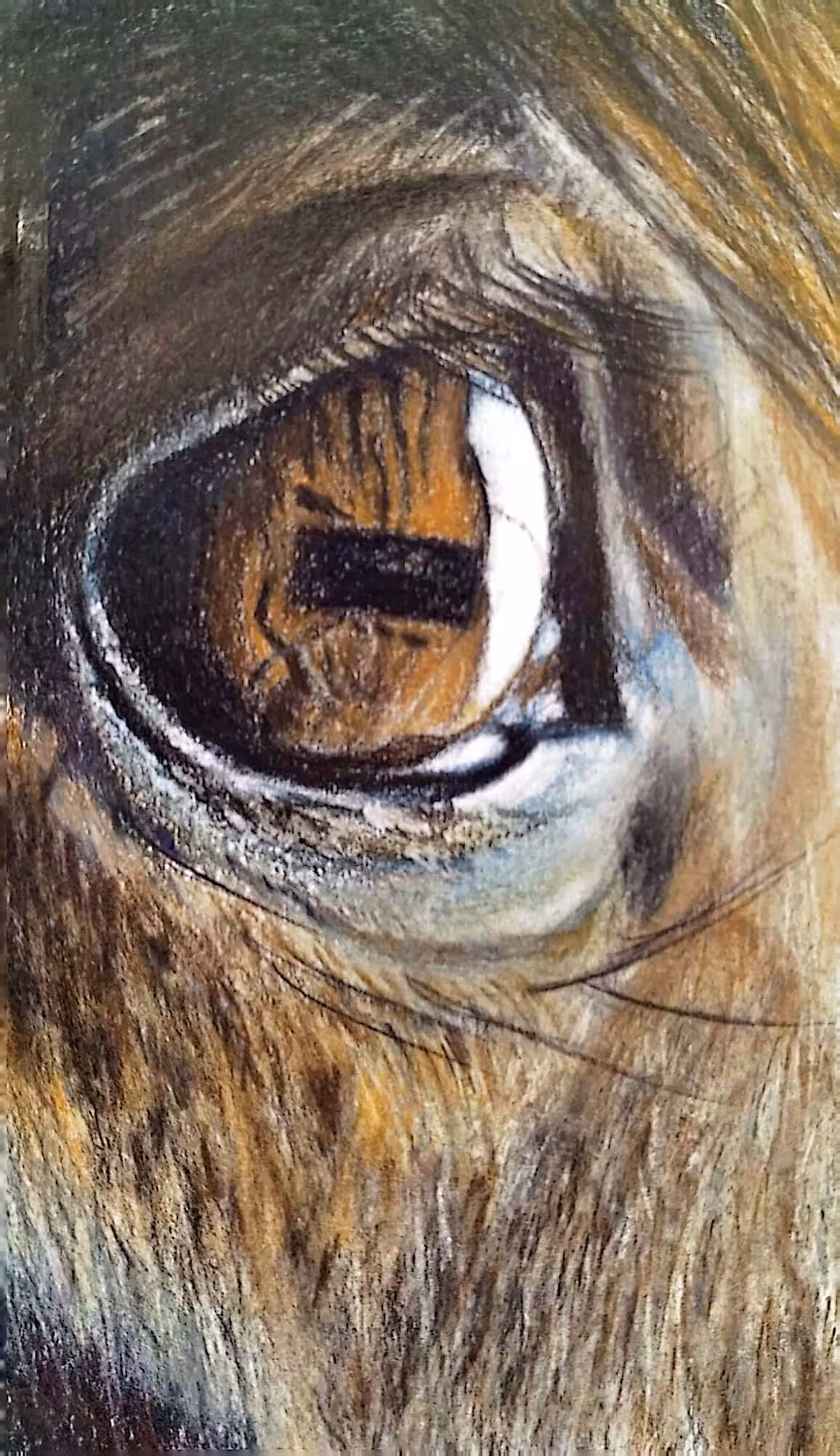 horse universe