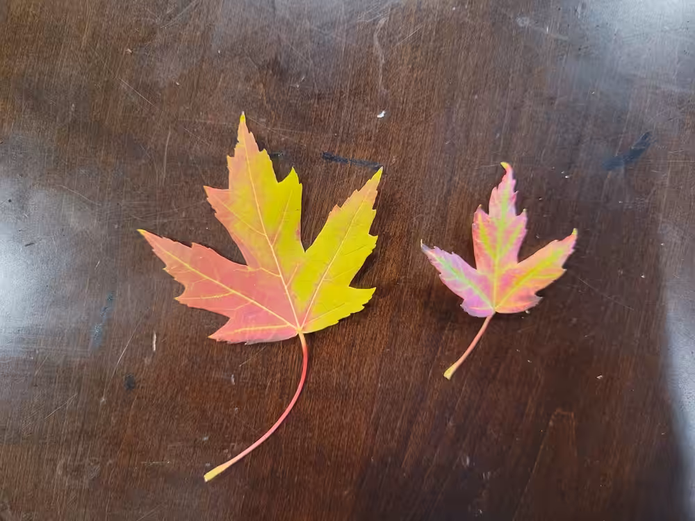 Fall is upon us #1