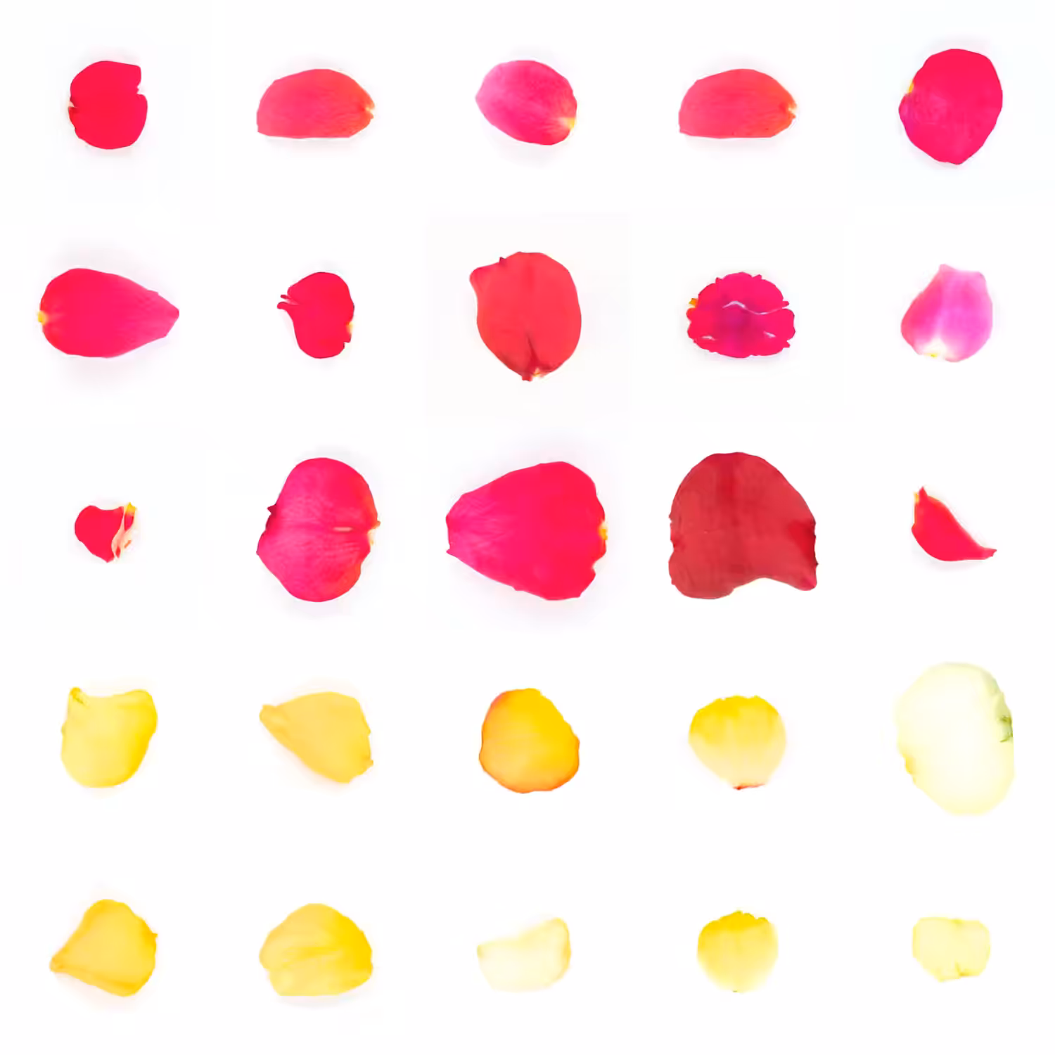 Infinite Petals 5x5#21107