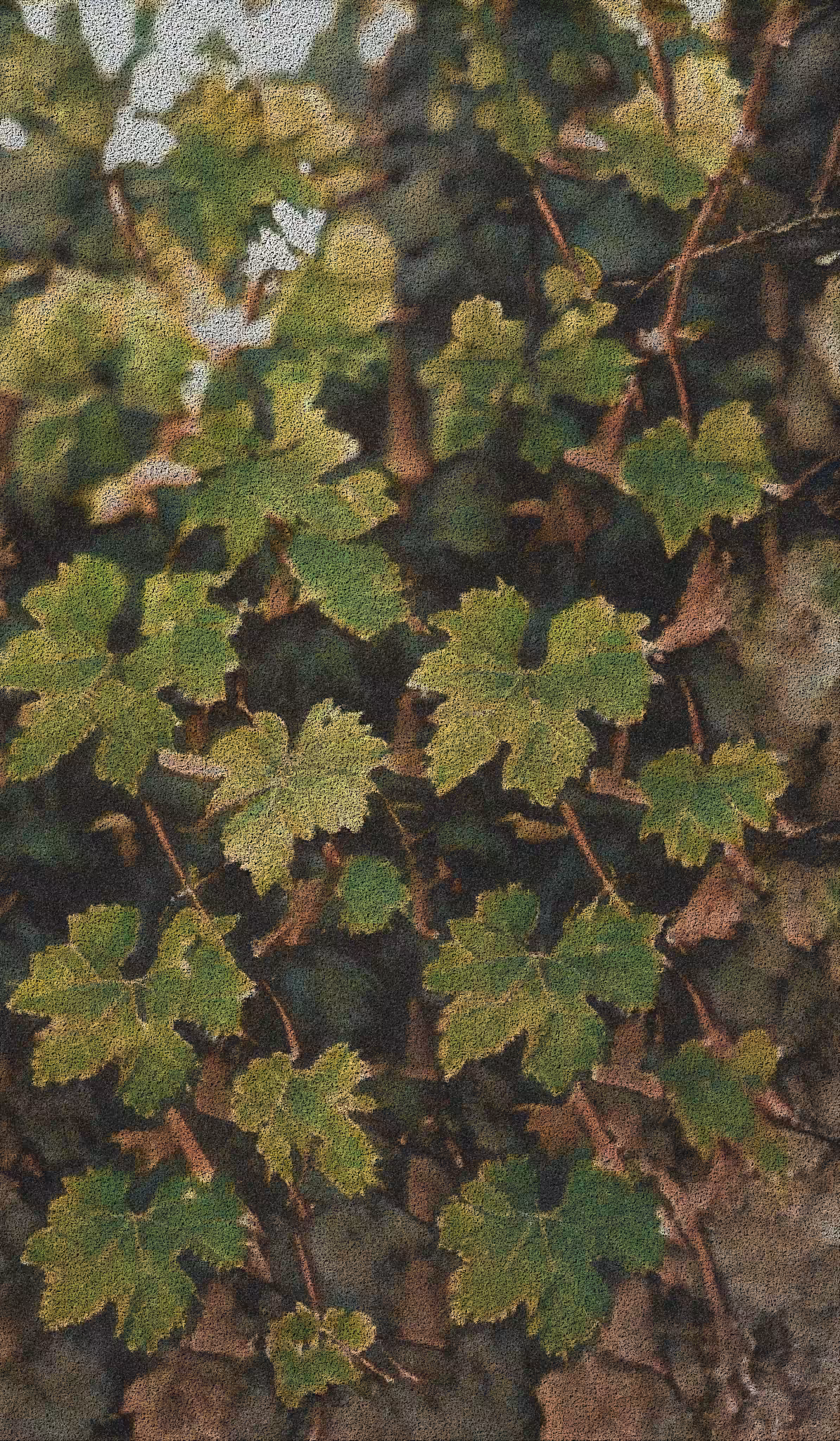 APPARATUS-VITIS: Apparatus Vitis #9