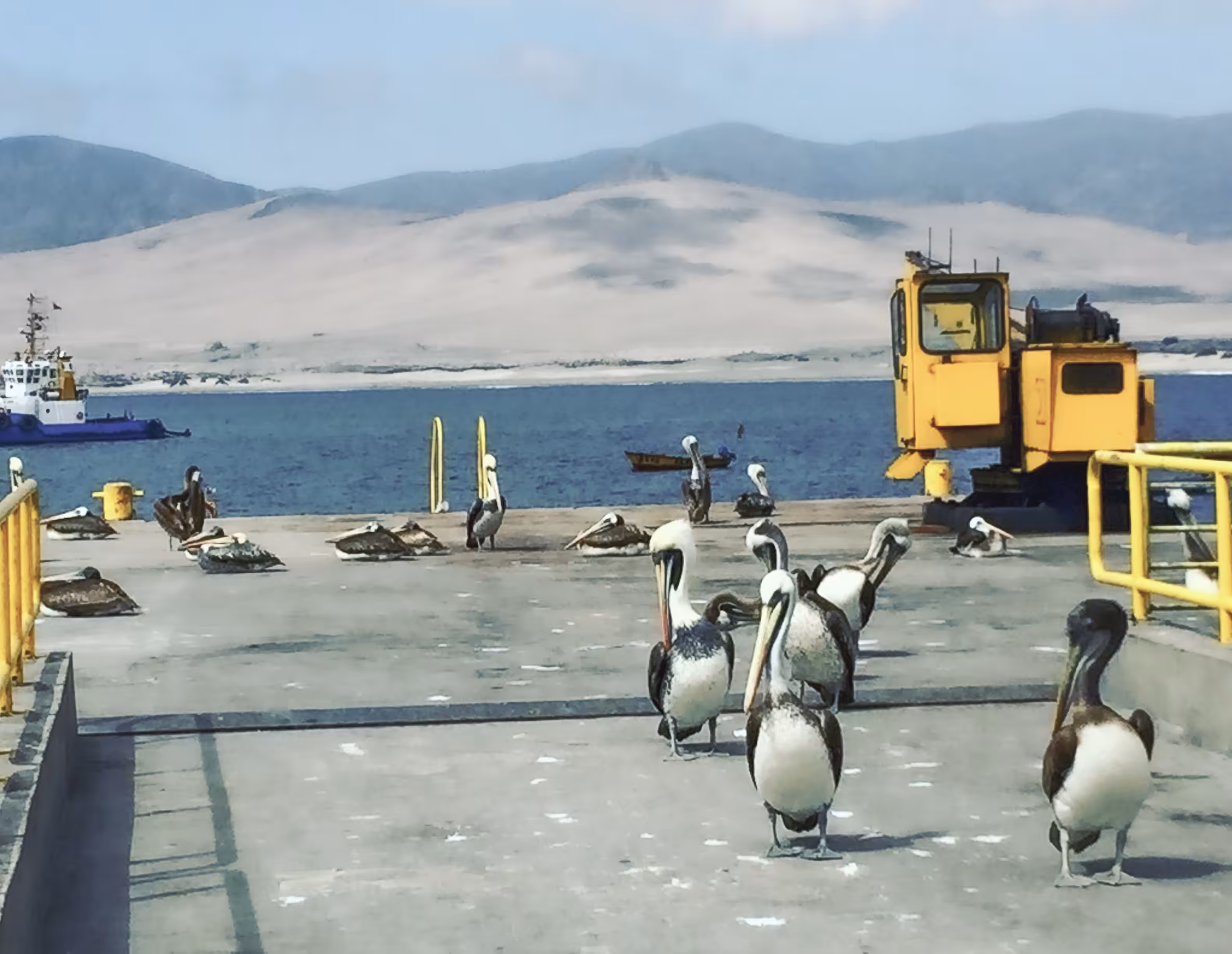 The world of birds