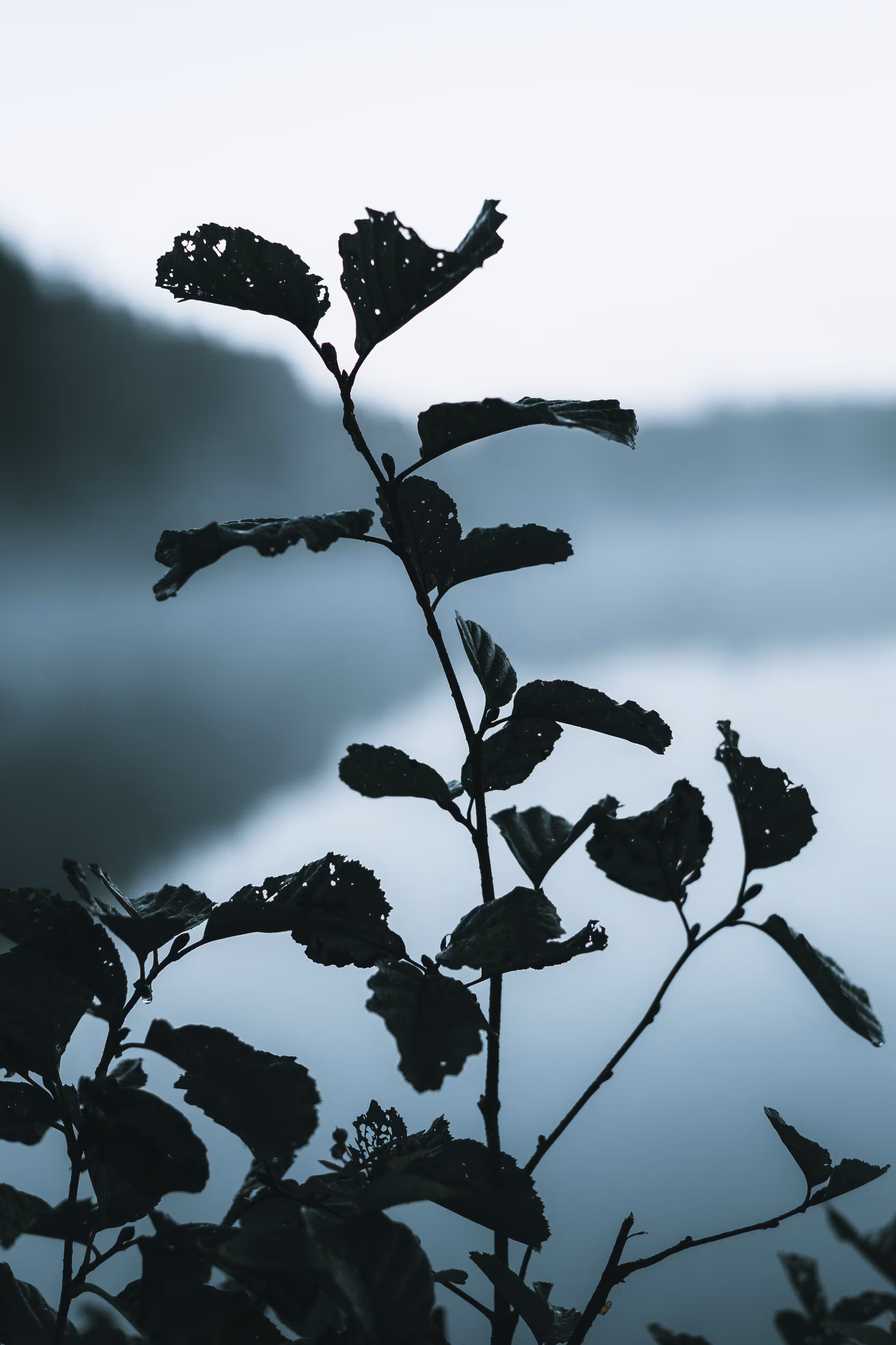 #6 The misty morning