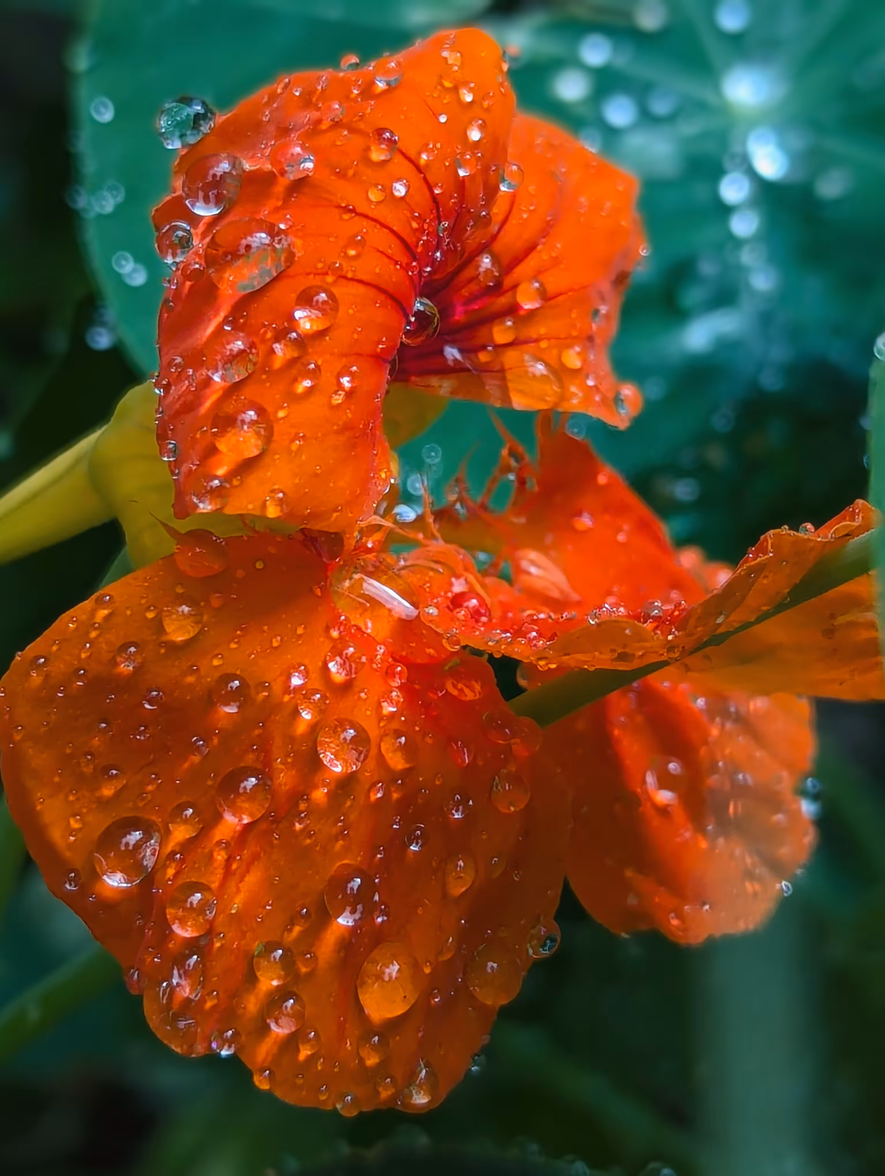 Luke_0x1 Photography : Fresh Nasturtium