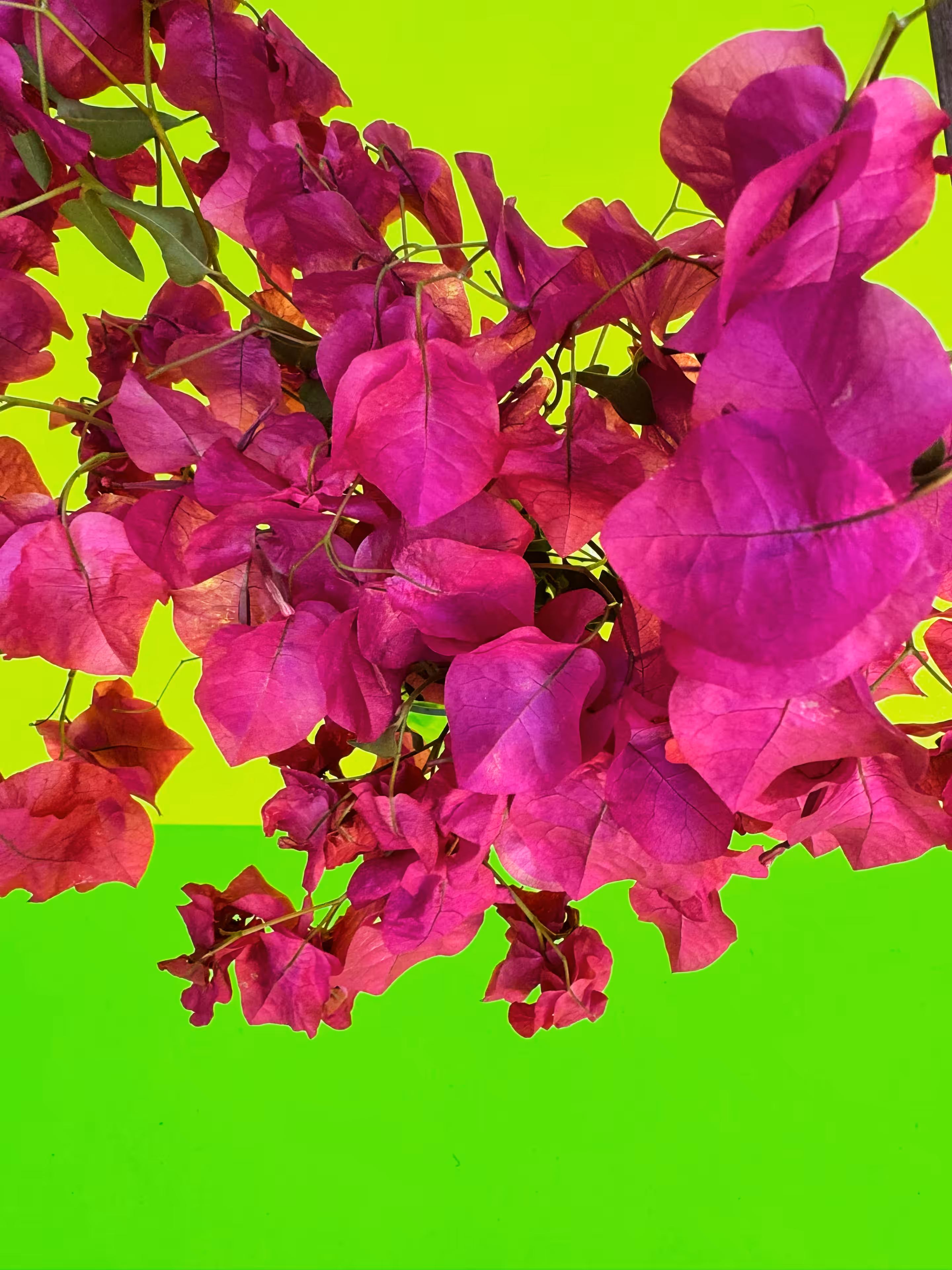 bougainvillea