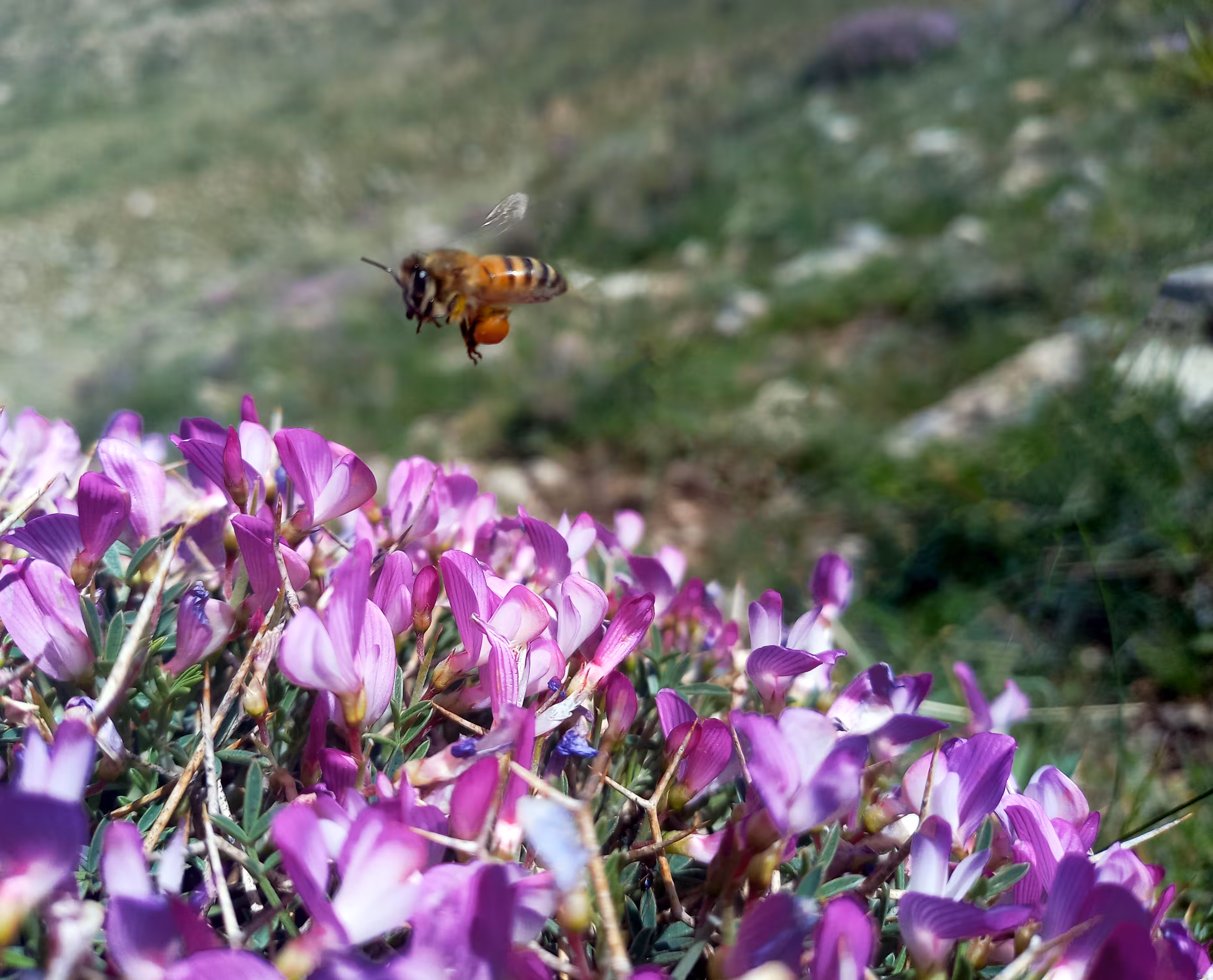 Photography :  Hardworking bee