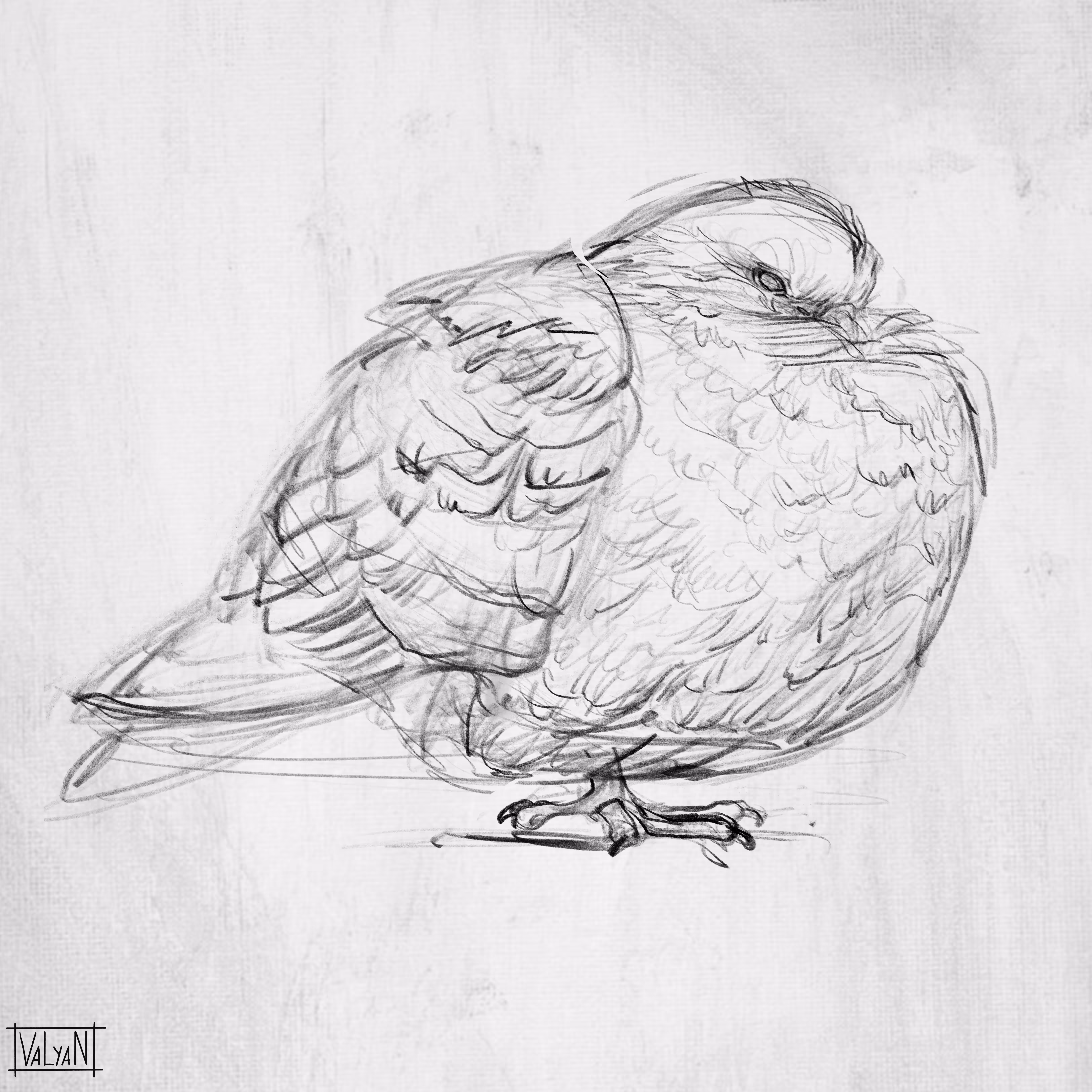 White Dove sketch